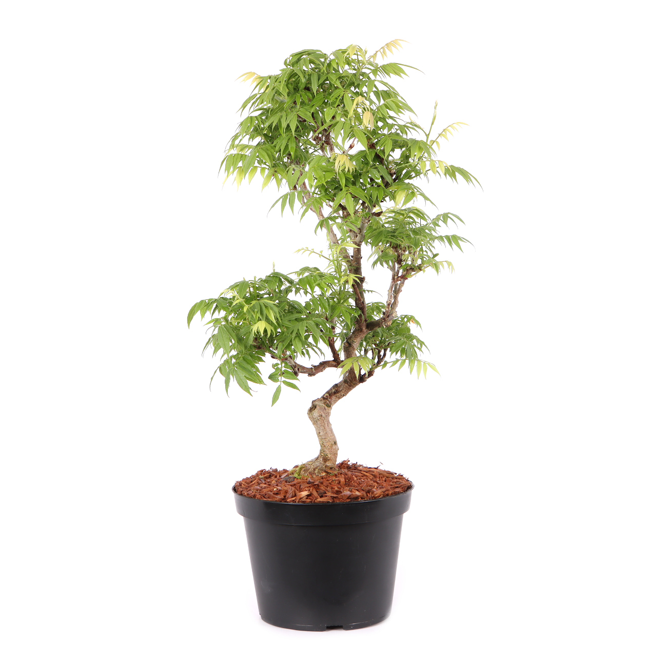 Millettia japonica 'Hime Fuji'