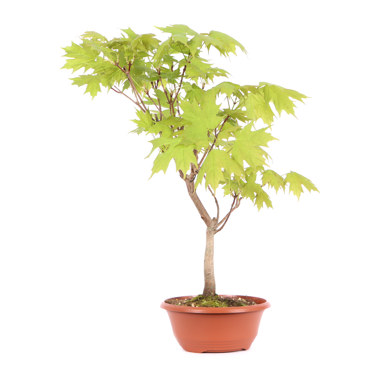 Seitenansicht rechts