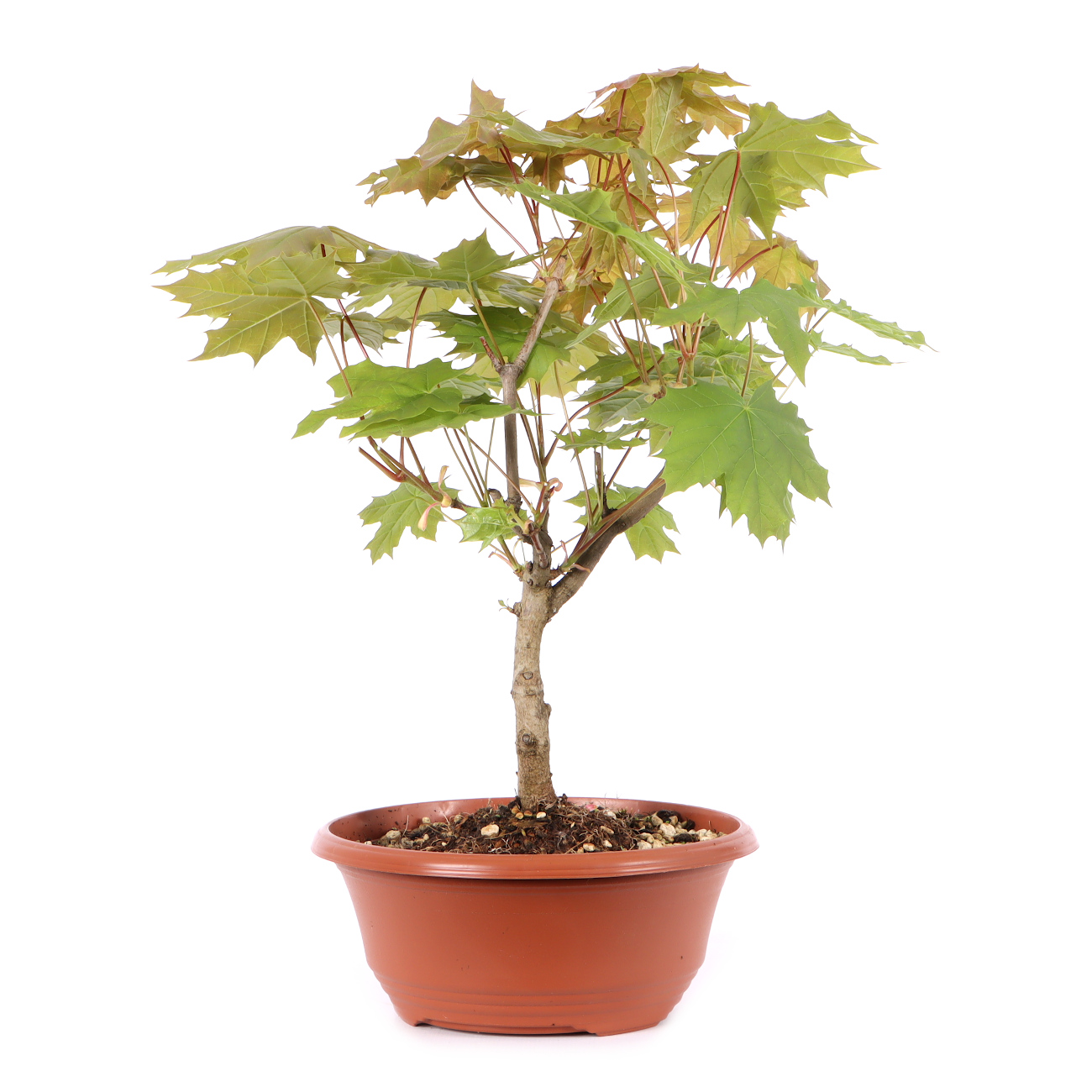 Acer platanoides
