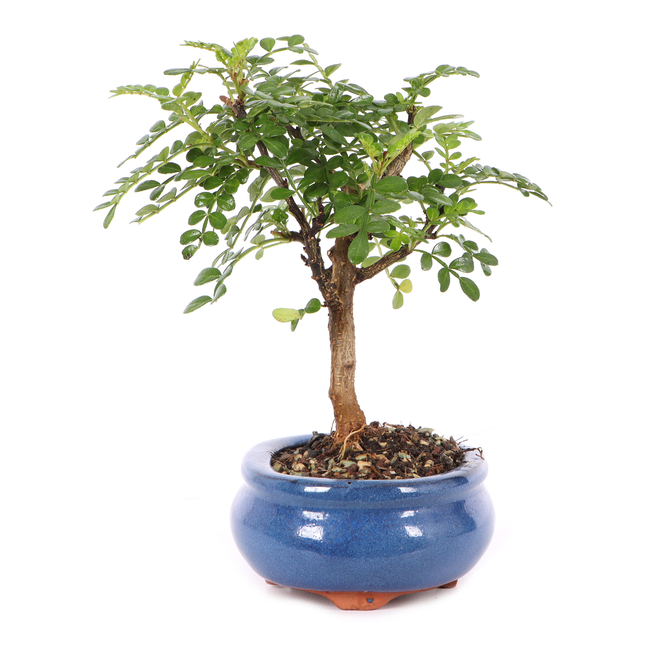 Zanthoxylum spec.