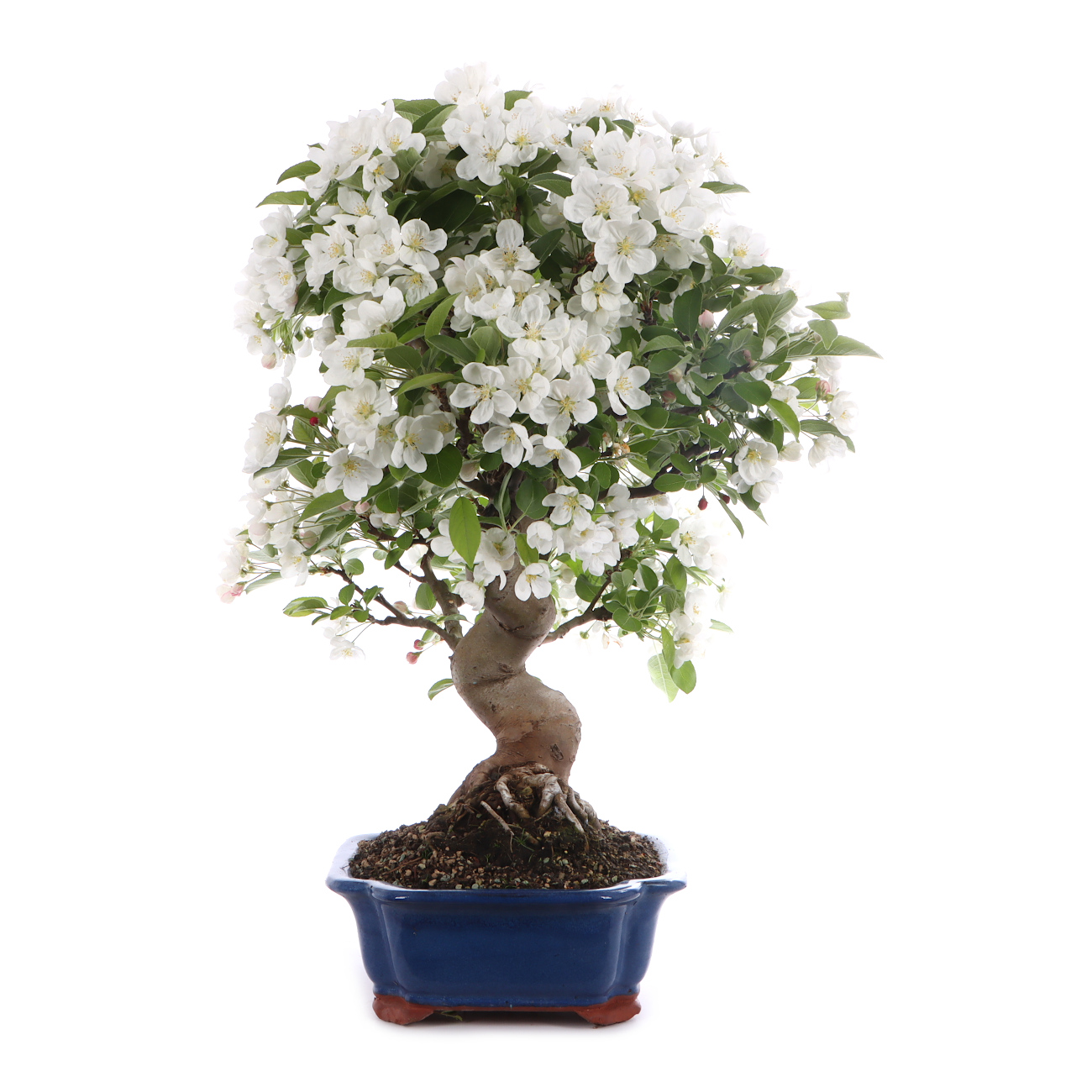 Malus spec.