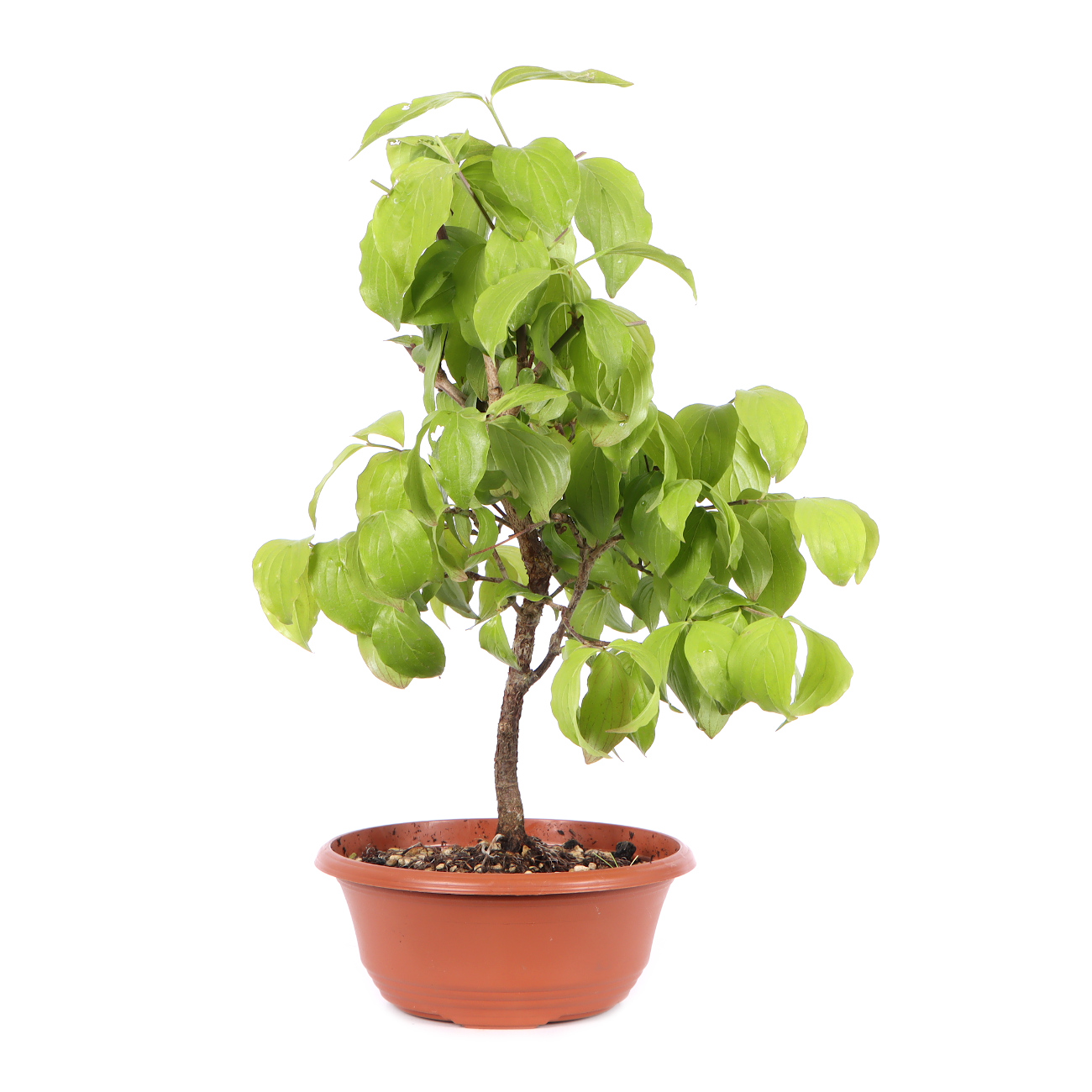 Seitenansicht rechts