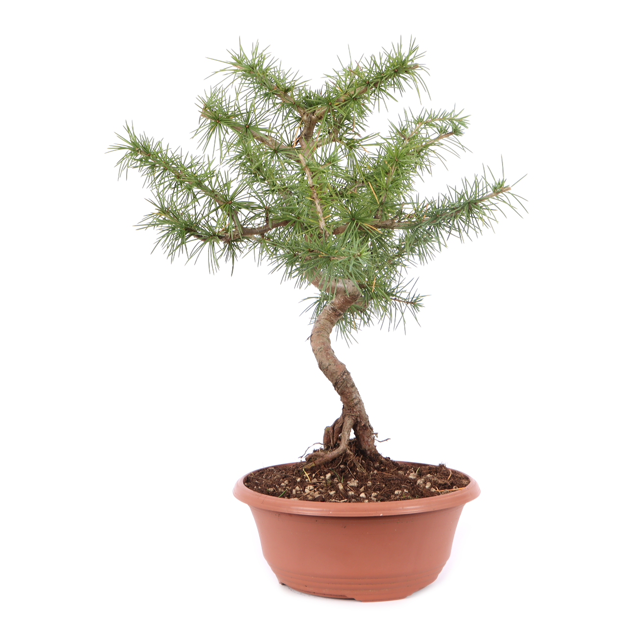 Cedrus atlantica
