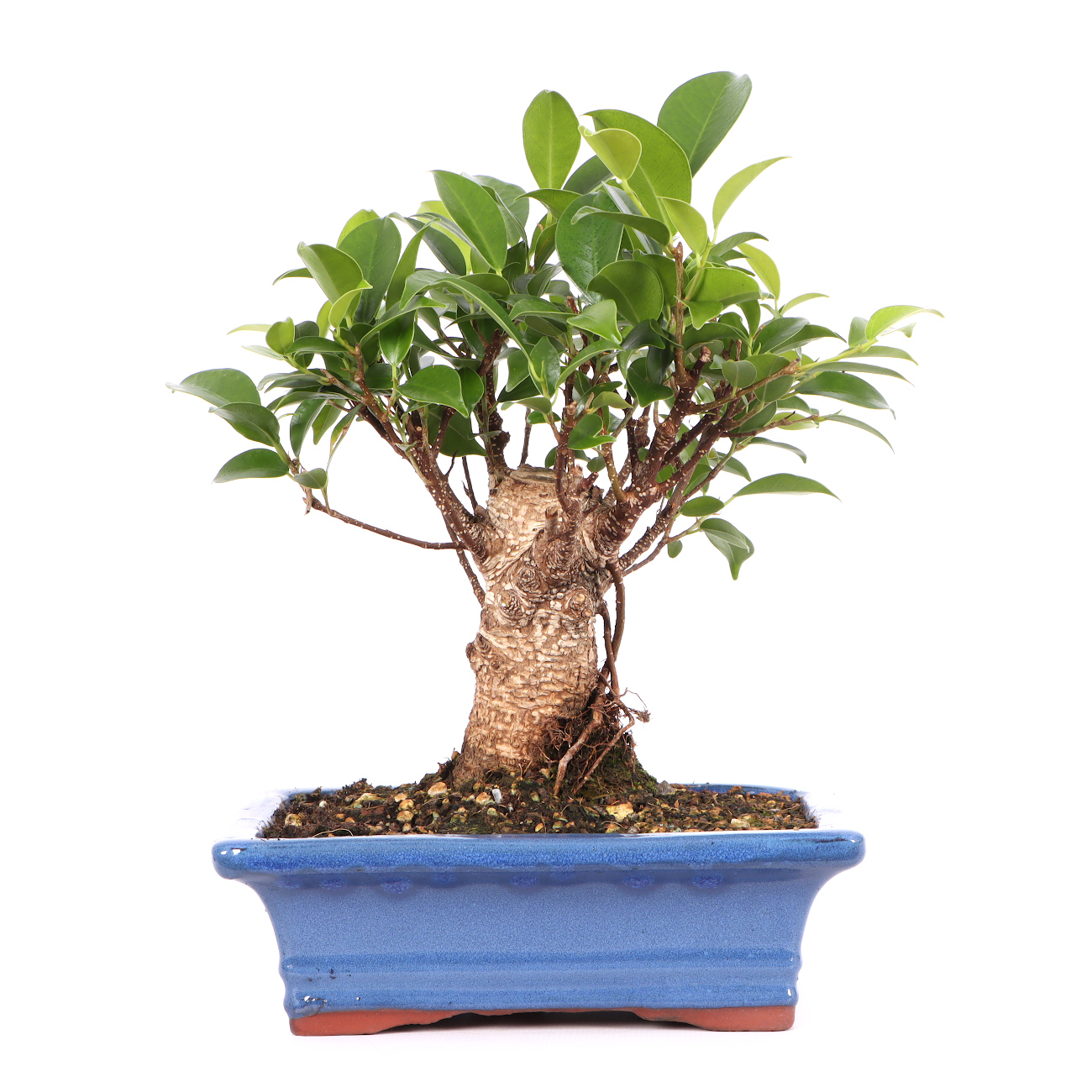 Ficus microcarpa 'Tiger Bark'