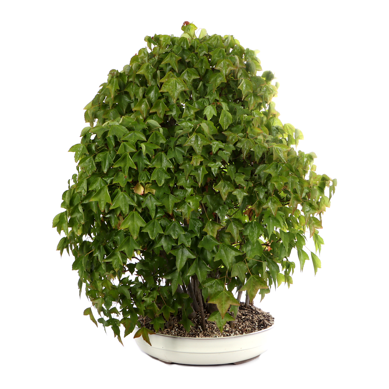 Seitenansicht rechts