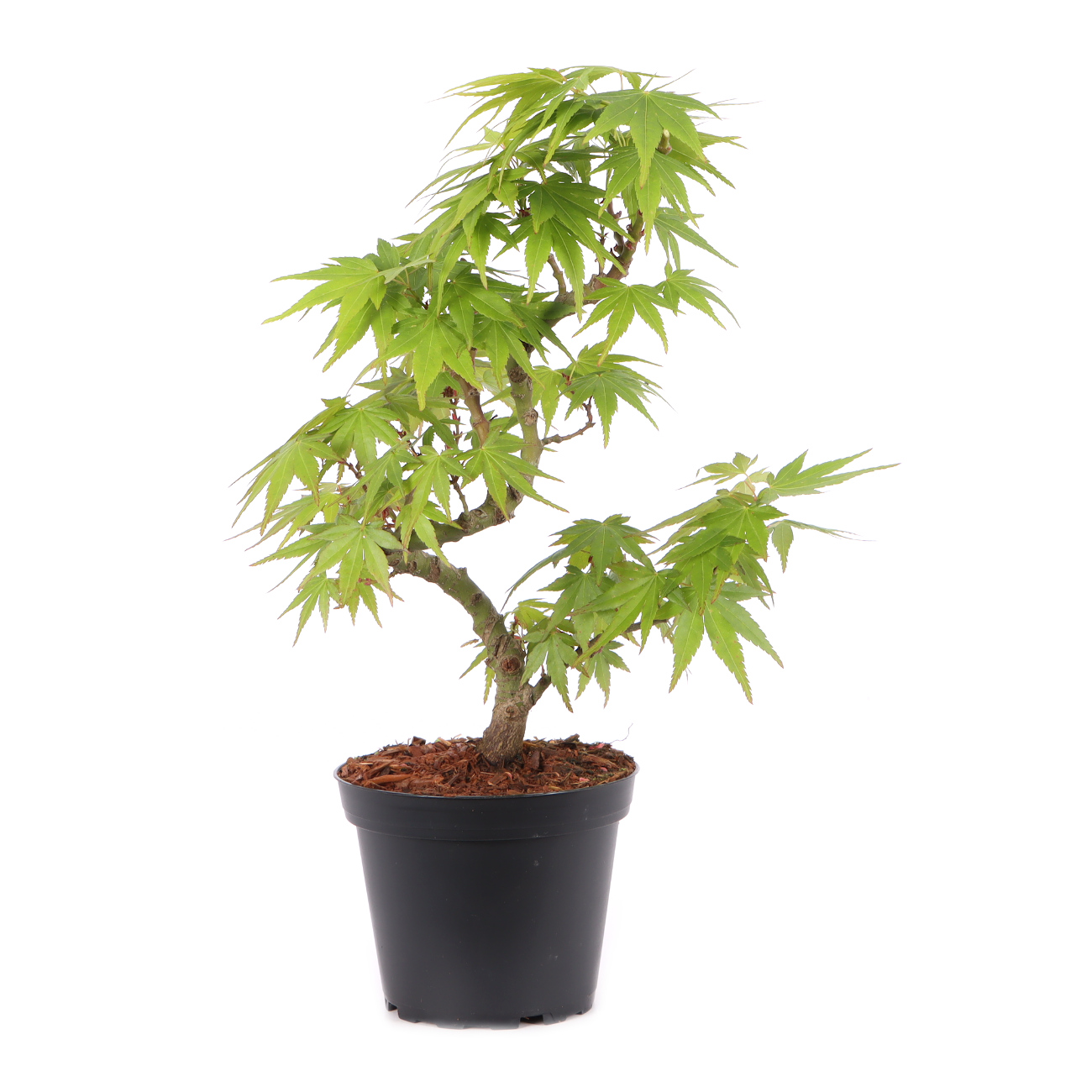 Acer palmatum 'Mikawa Yatsubusa'