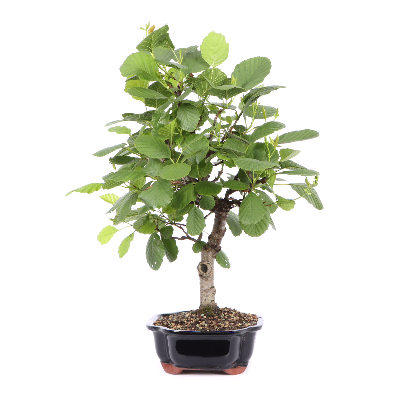 Seitenansicht rechts