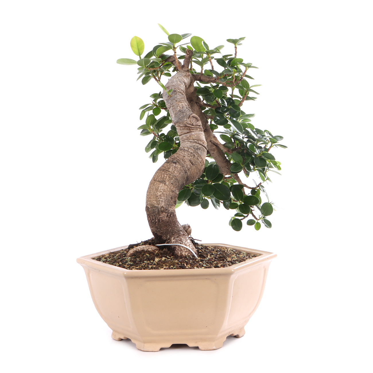 Ficus microcarpa 'Shiny'