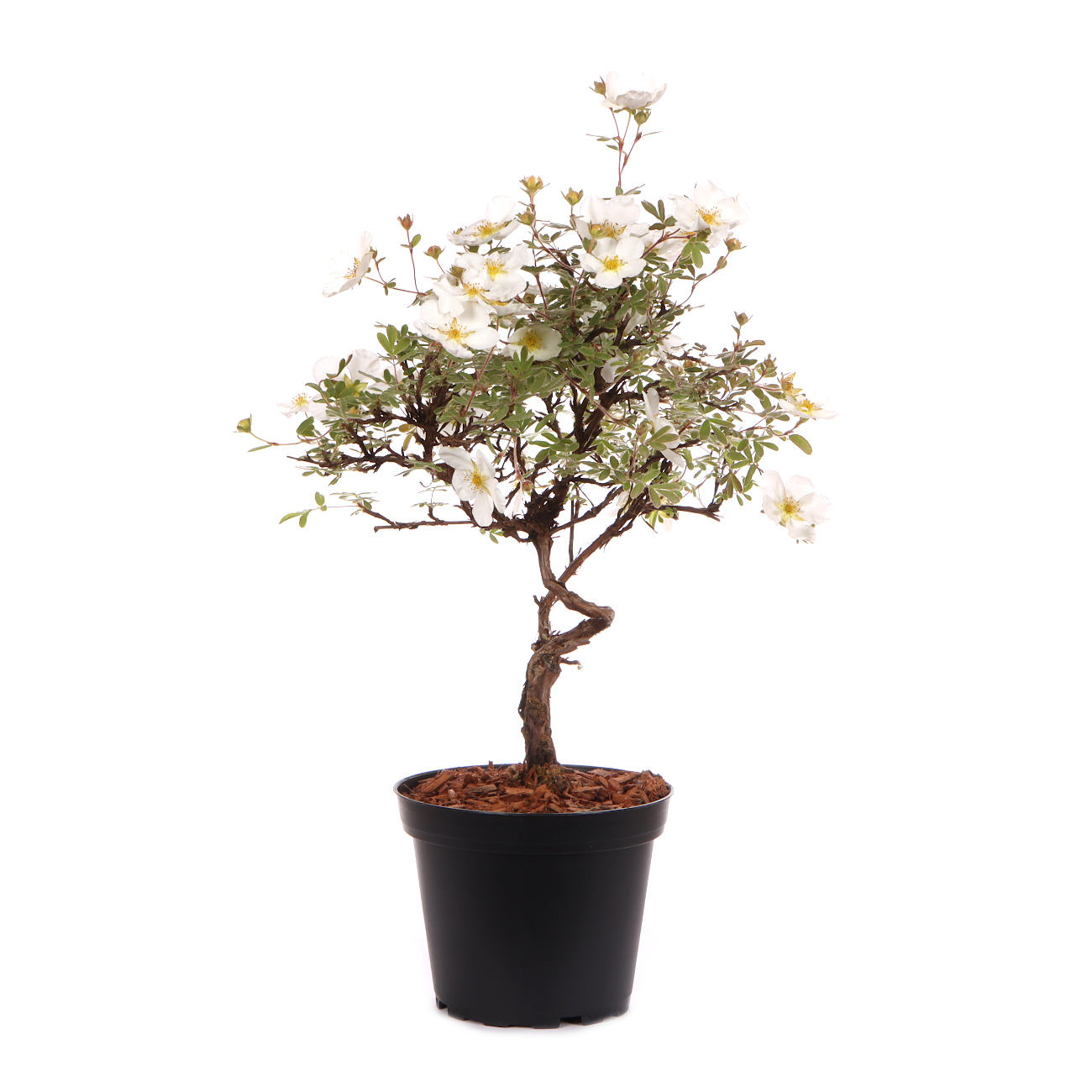 Seitenansicht rechts