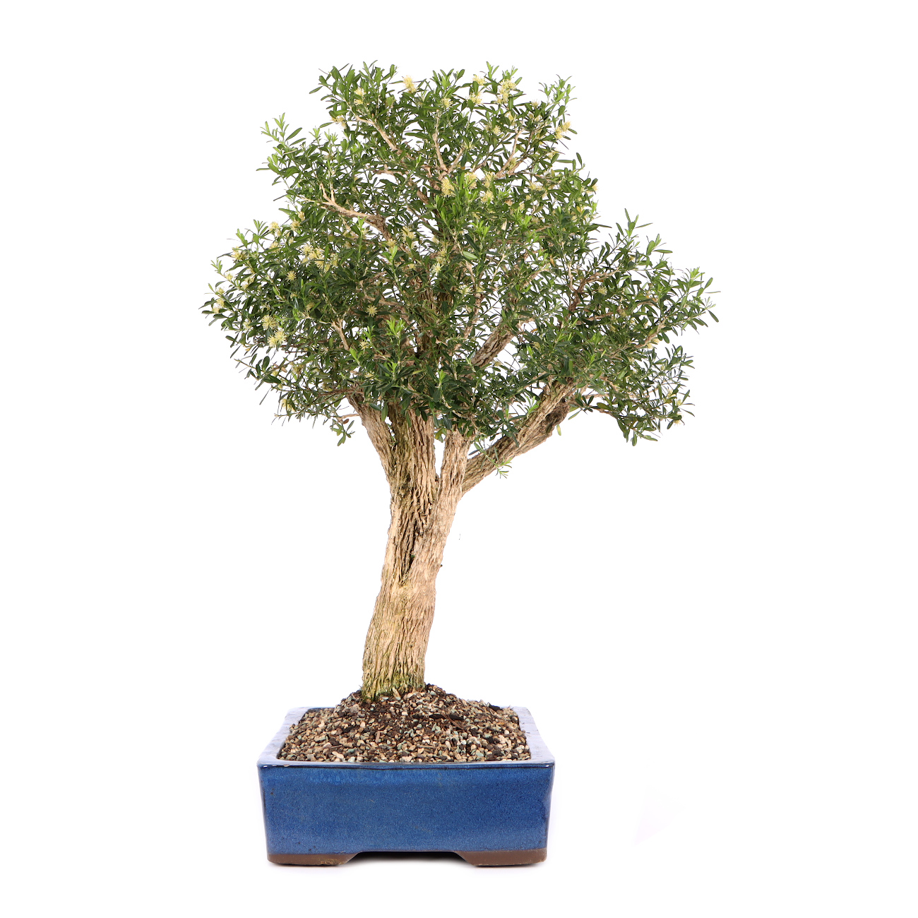 Seitenansicht rechts