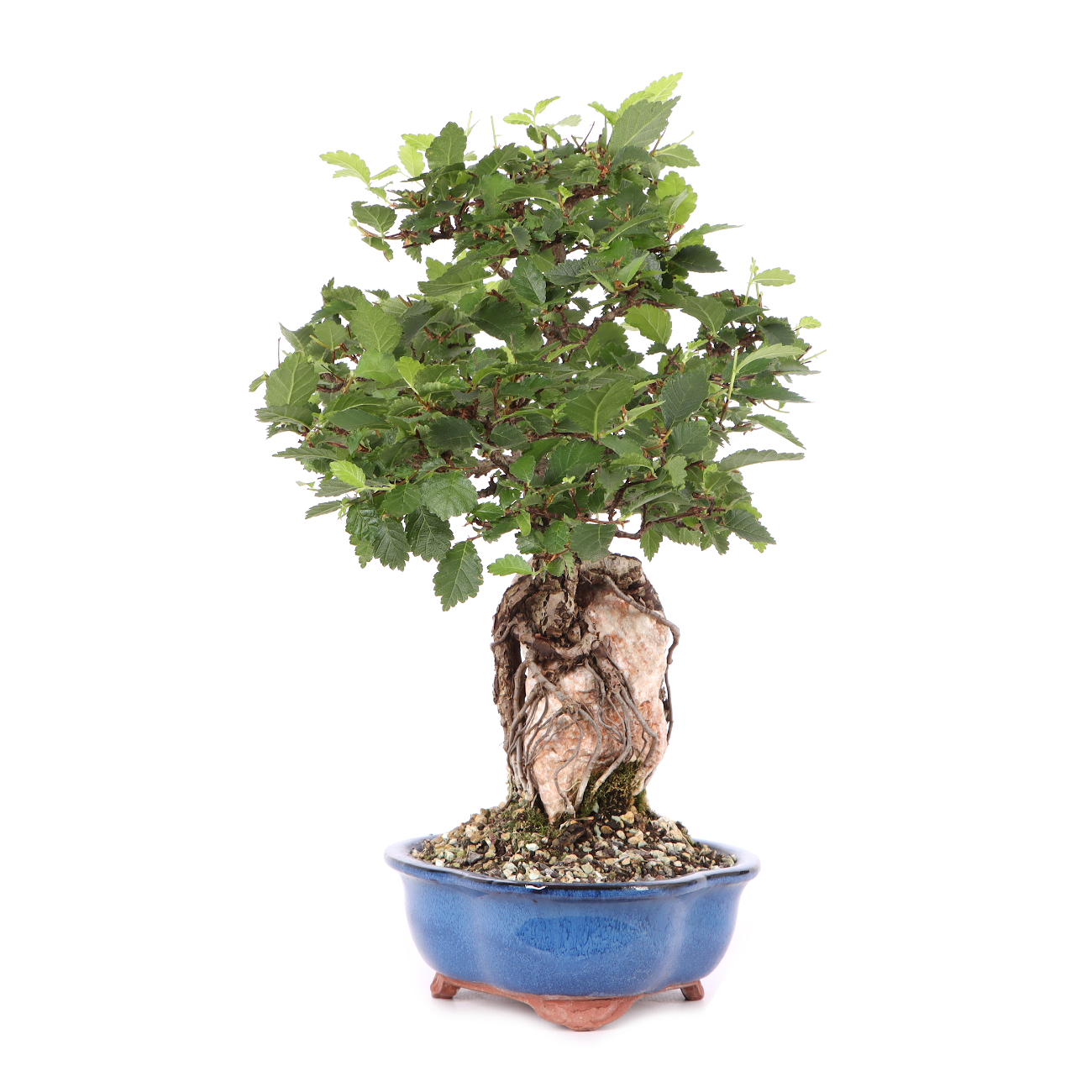 Ulmus minor var.
