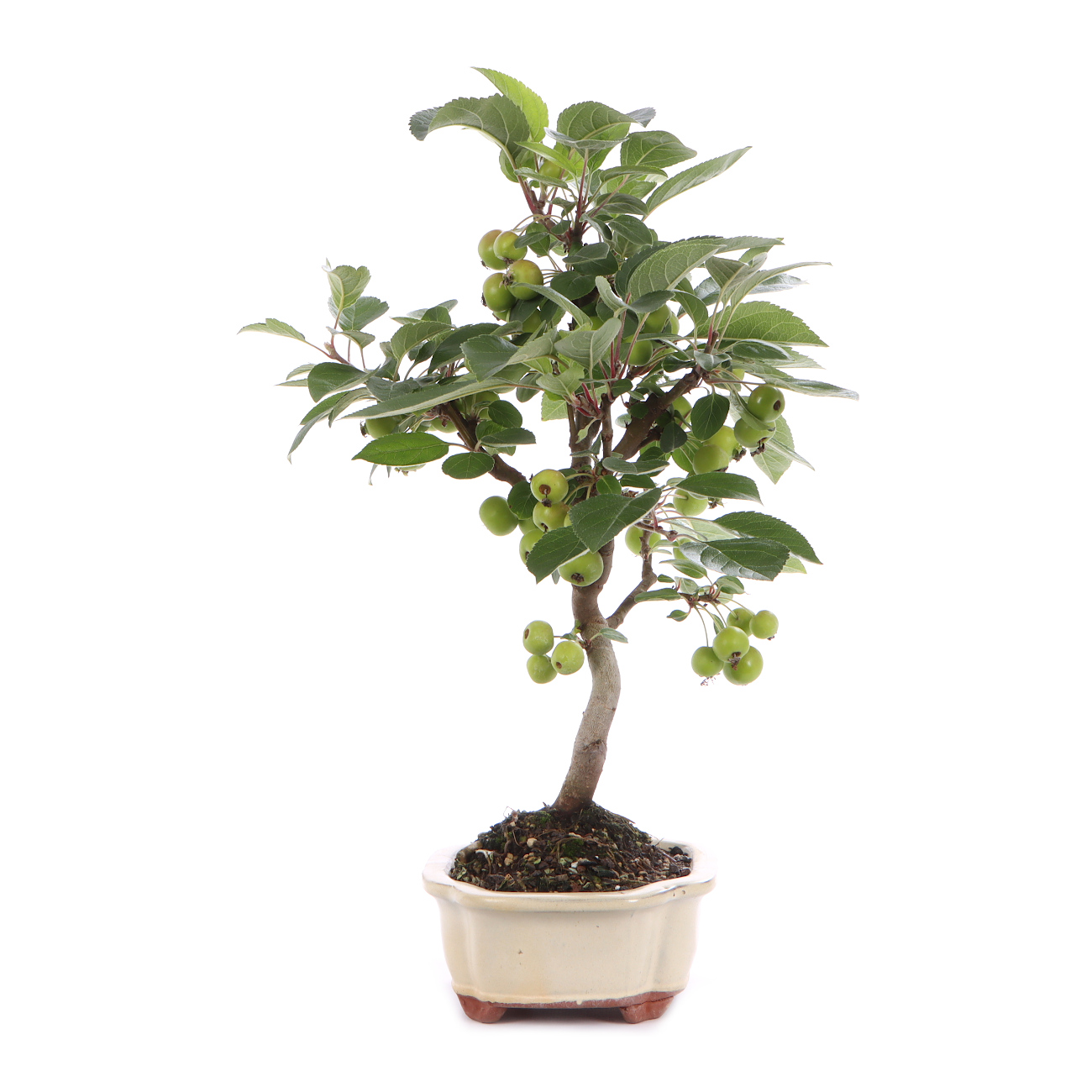 Seitenansicht rechts