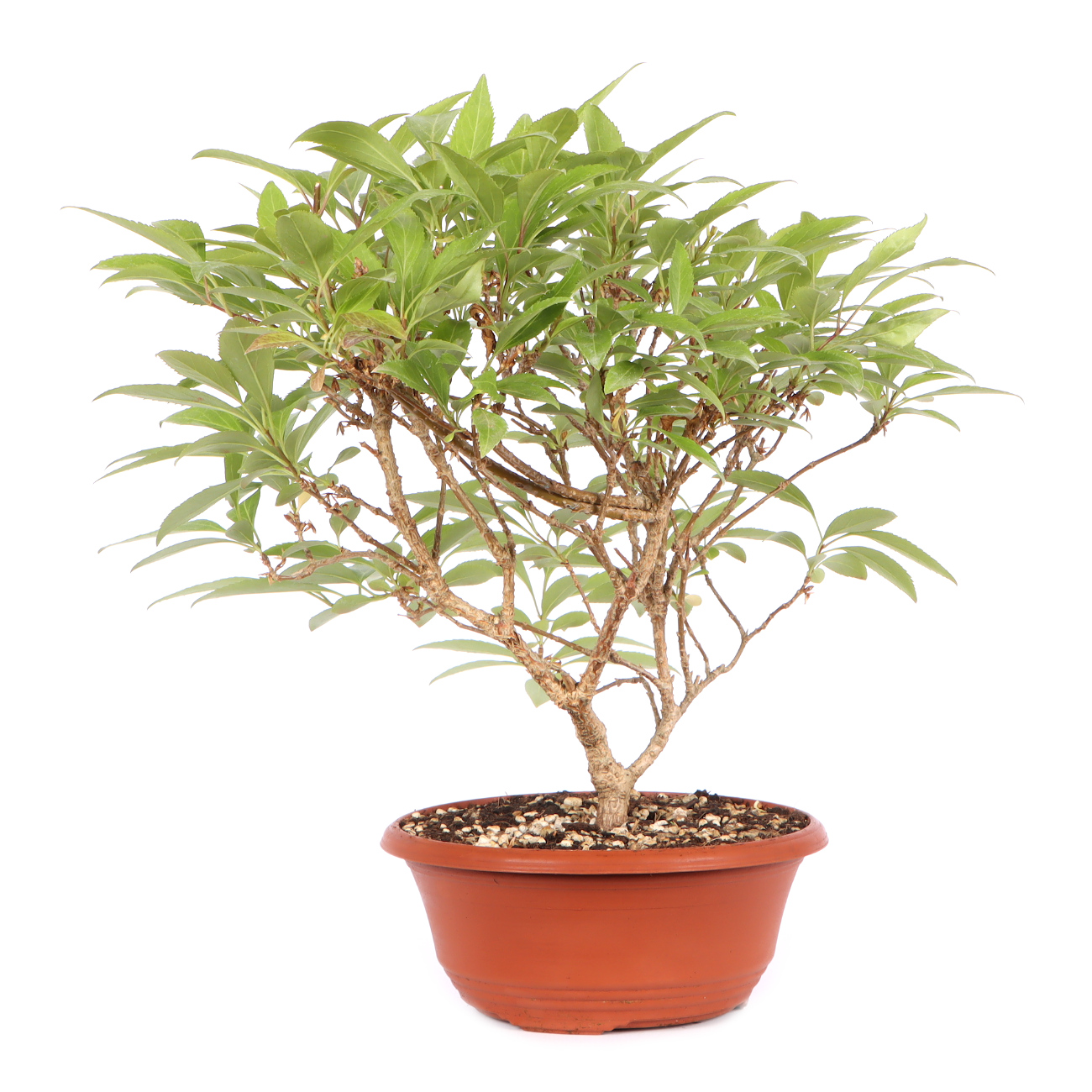 Seitenansicht rechts