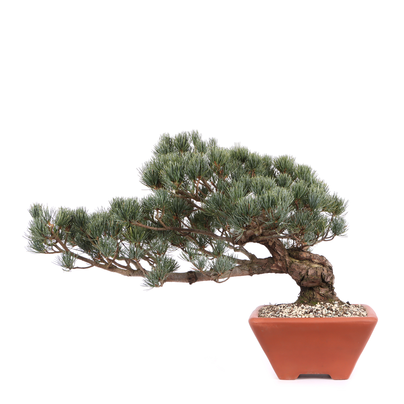 Pinus parviflora 'Glauca'