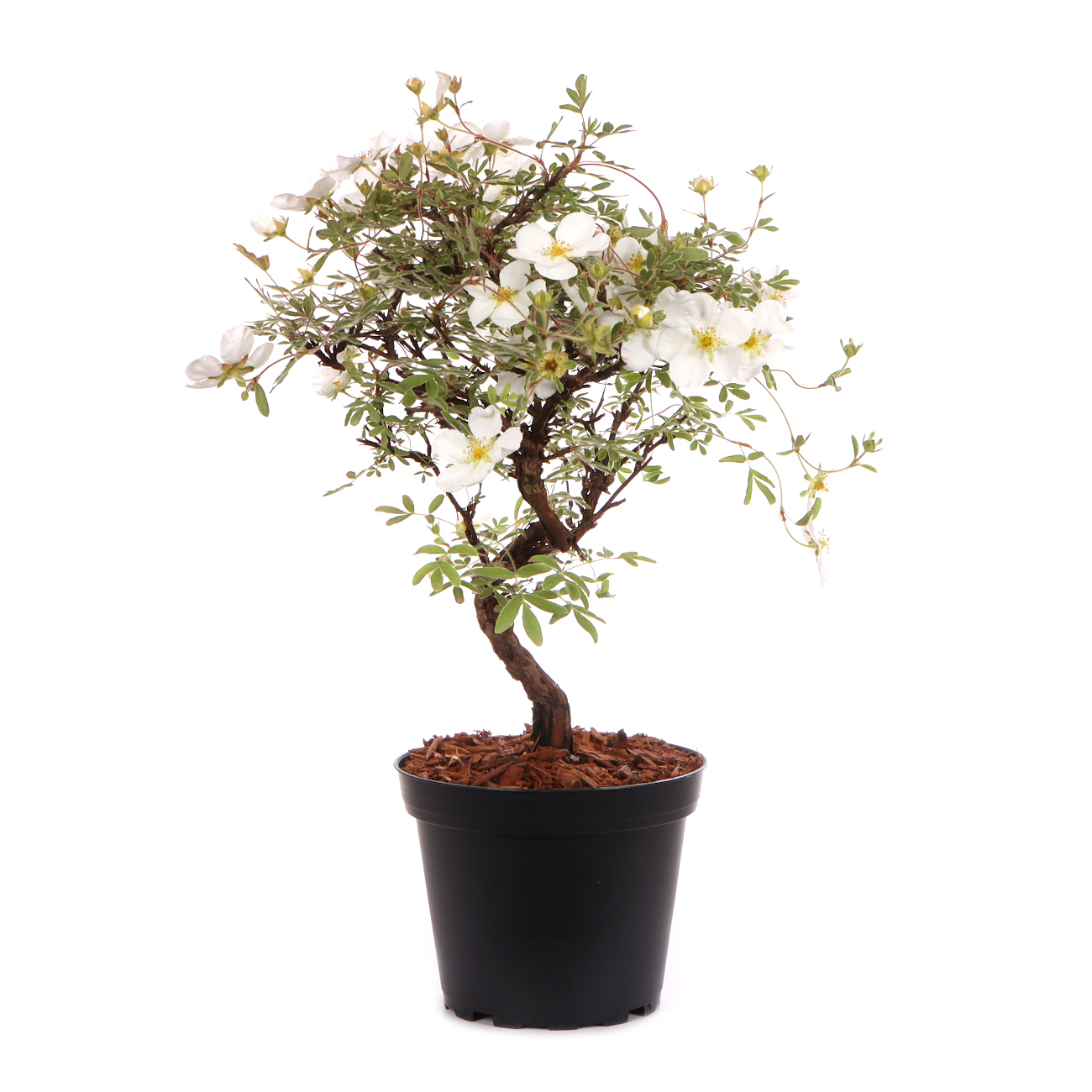 Seitenansicht rechts