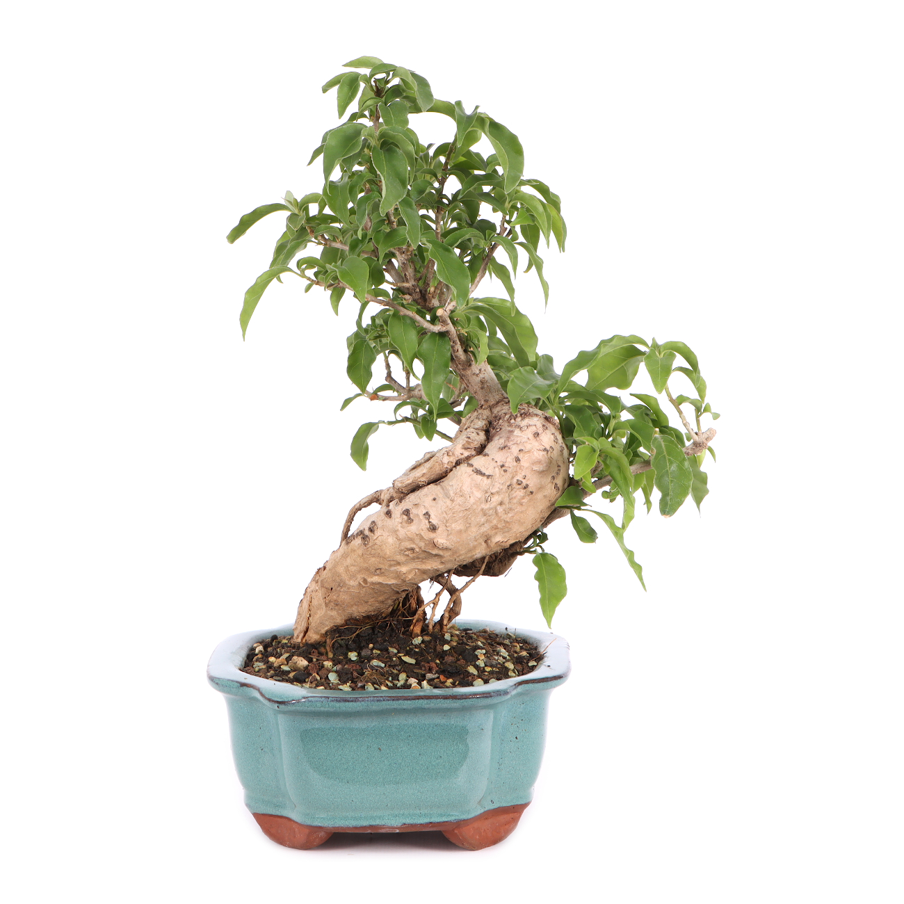 Bougainvillea glabra