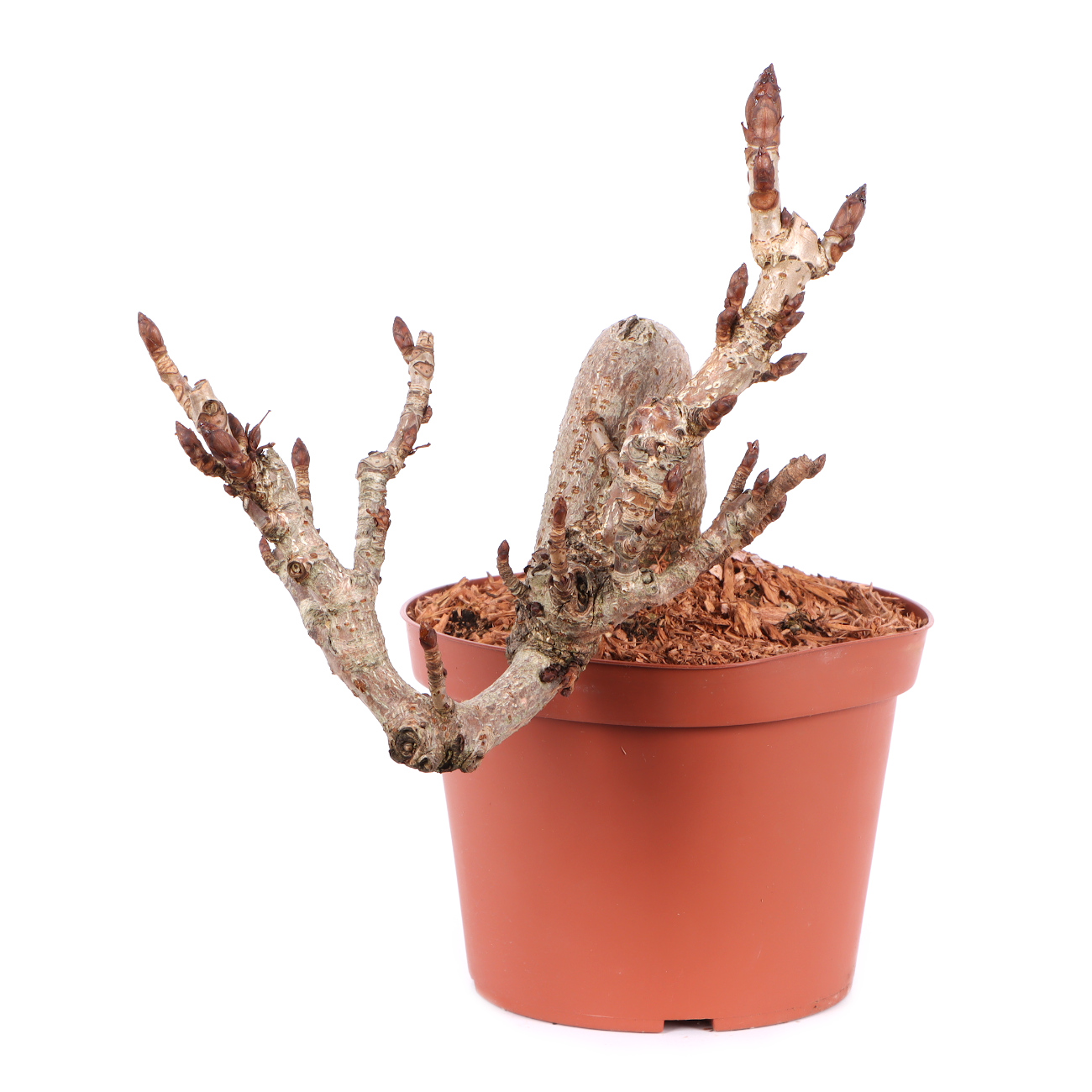 Seitenansicht rechts