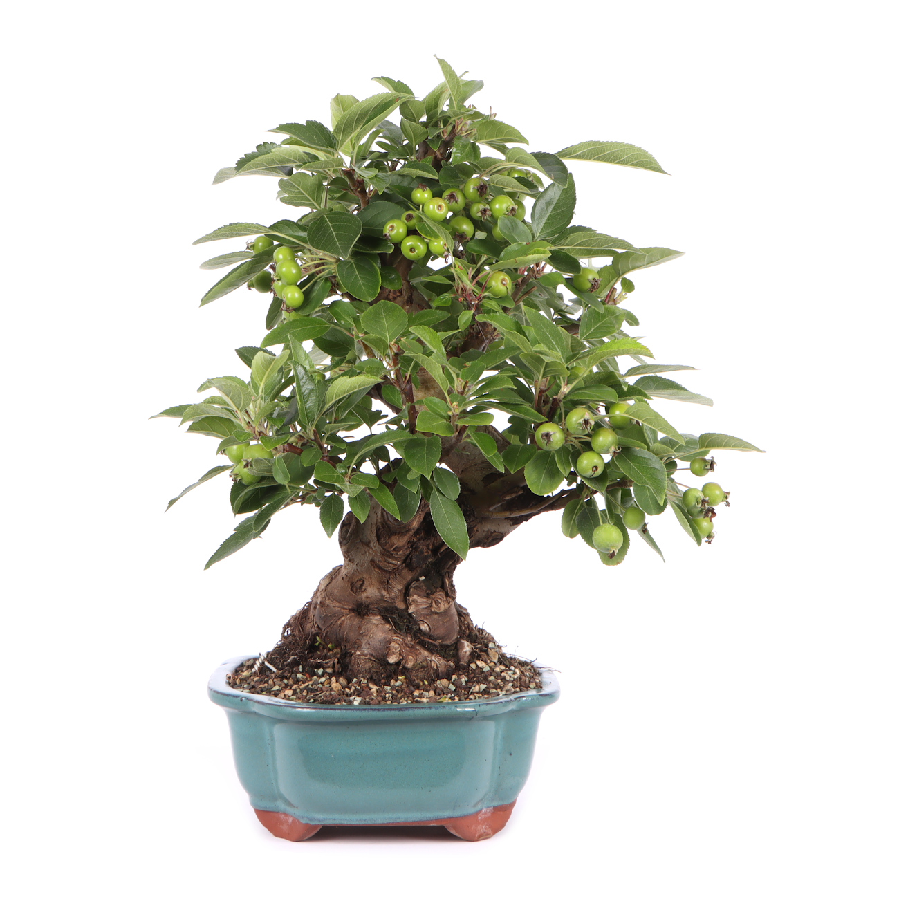 Seitenansicht rechts