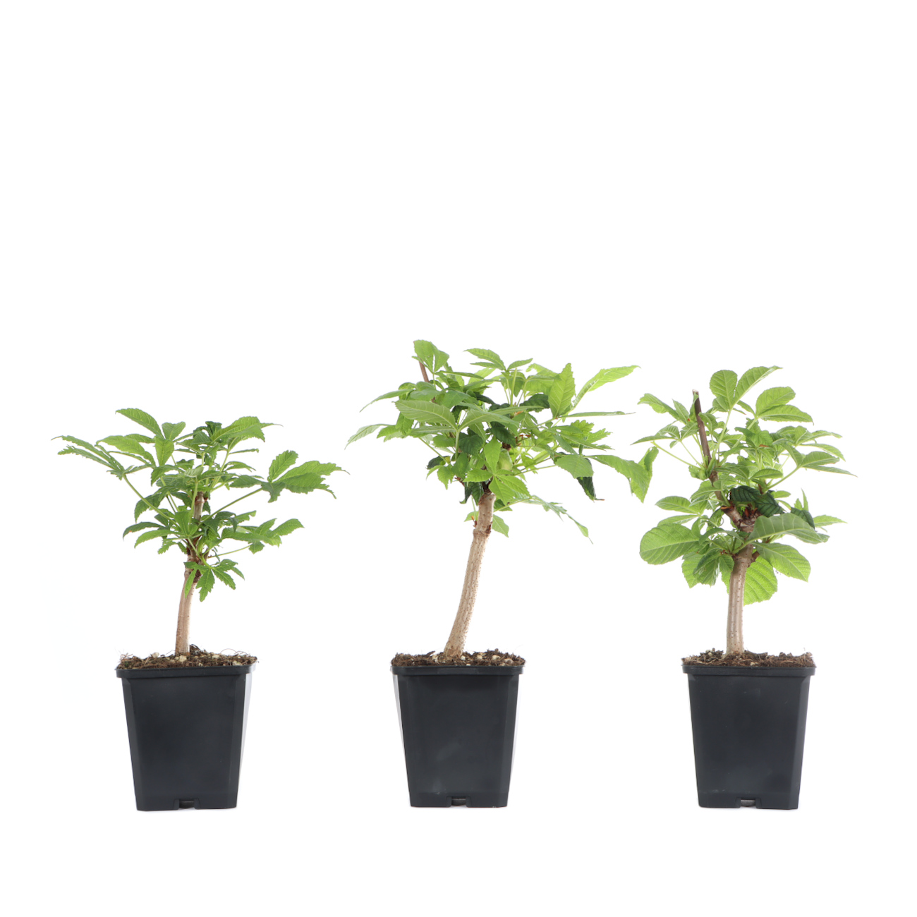 Aesculus hippocastanum