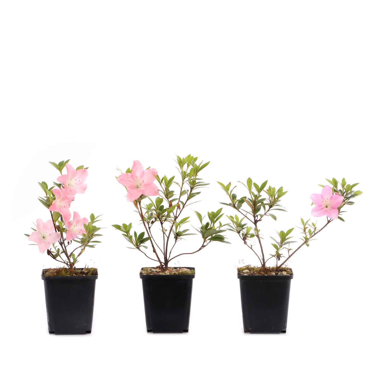 Rhododendron indicum 'Karenbana'