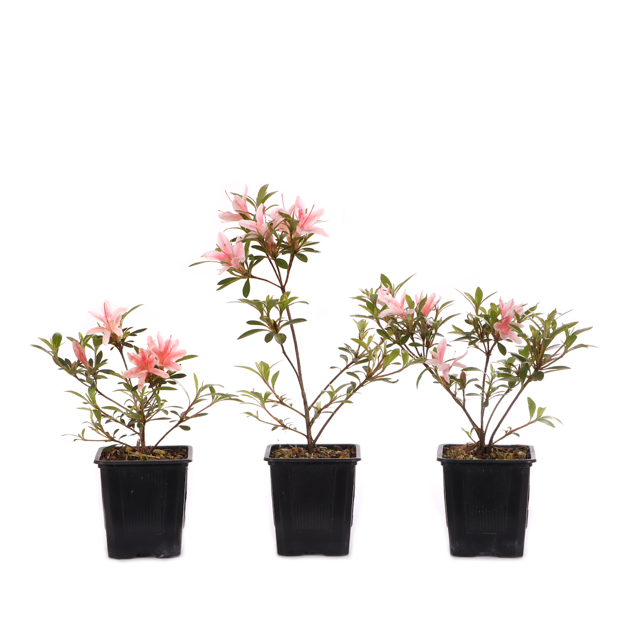 Rhododendron indicum 'Nyohozan'