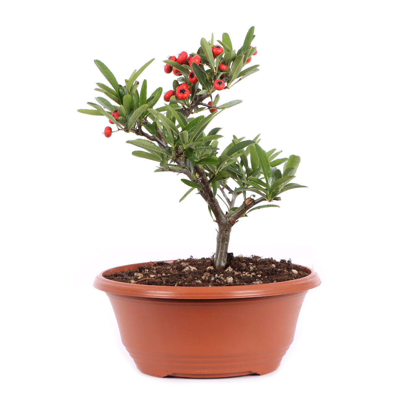 Seitenansicht rechts