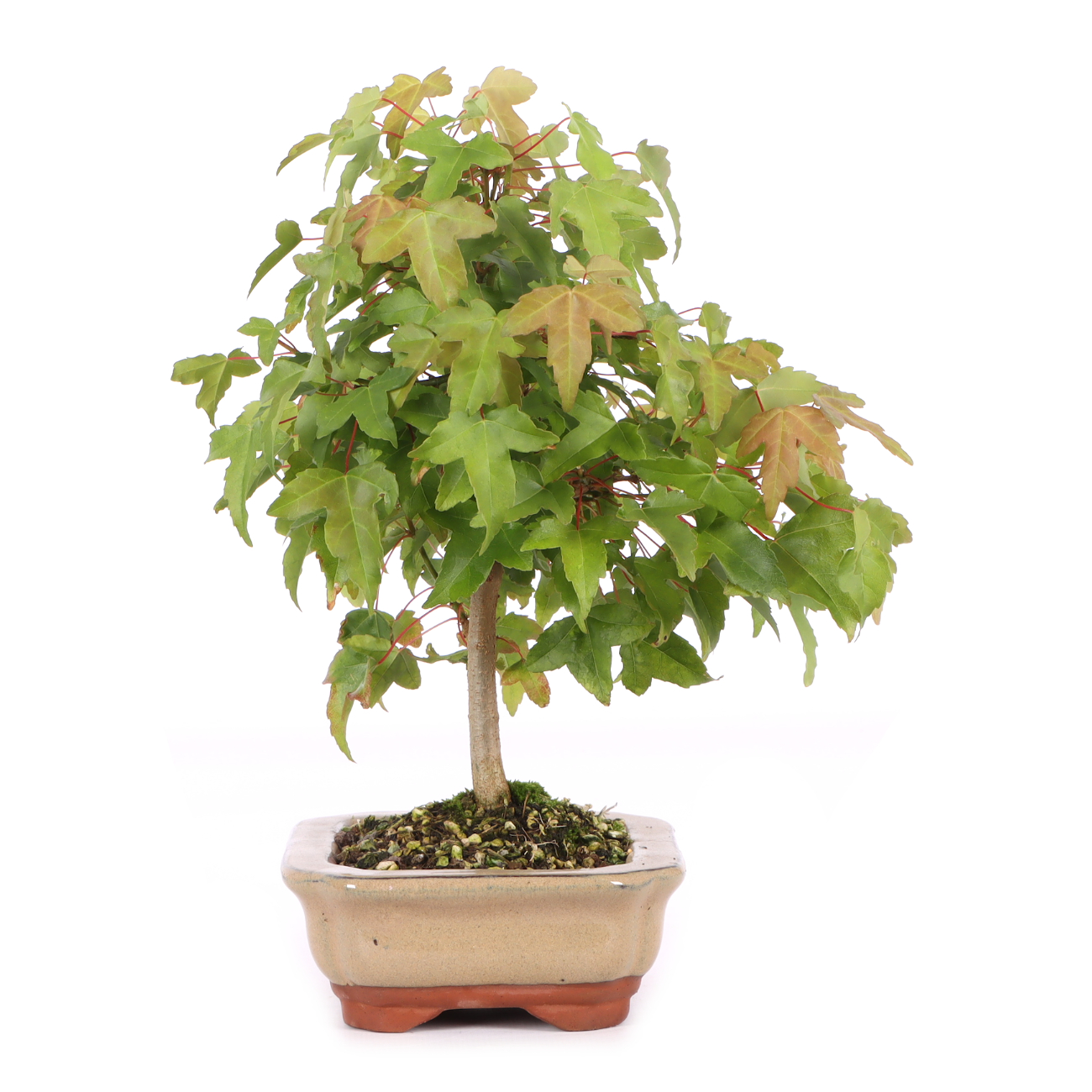 Acer buergerianum