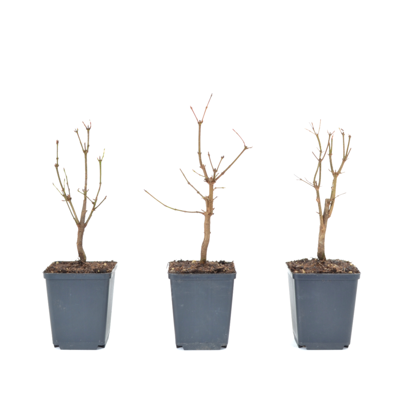 Acer buergerianum