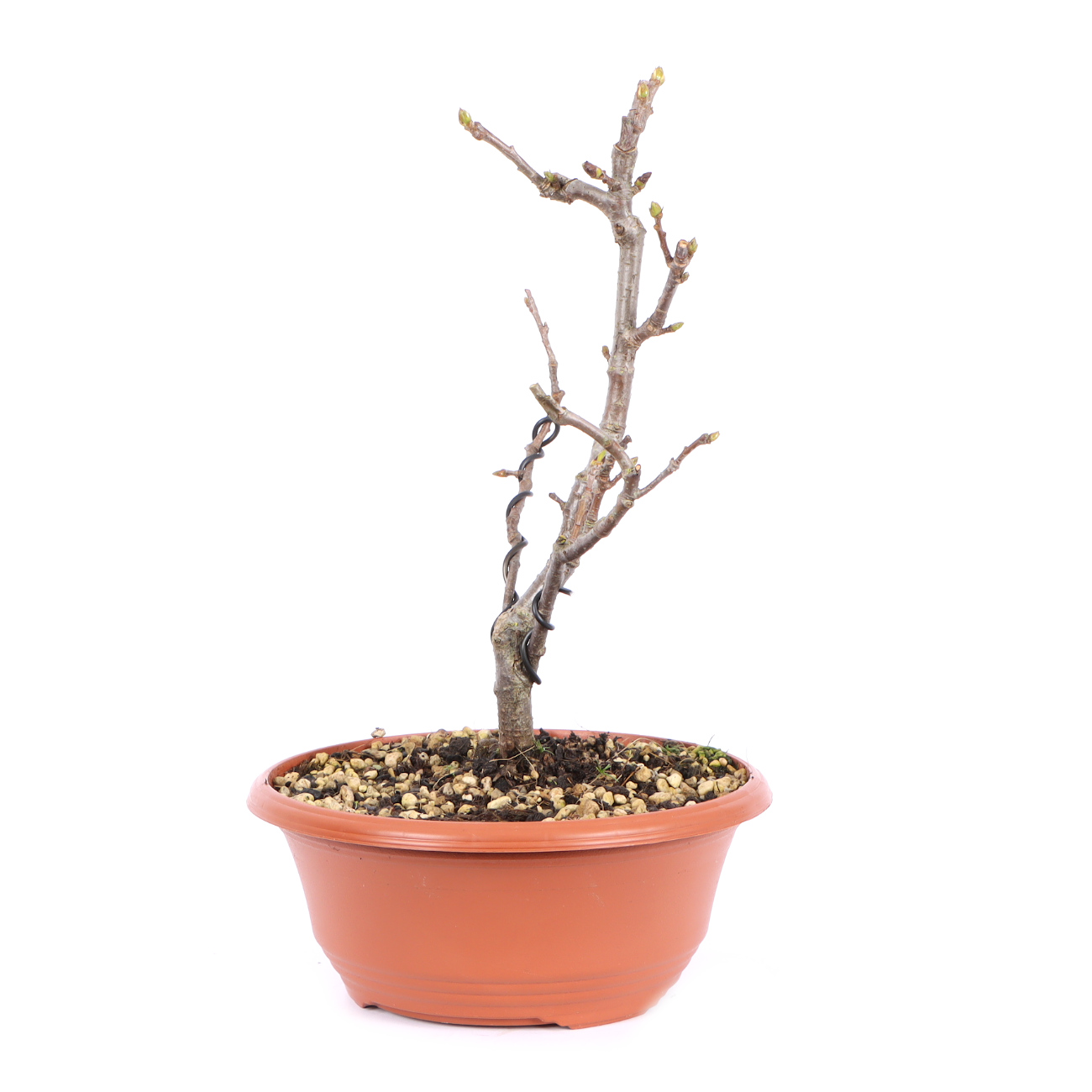 Seitenansicht rechts