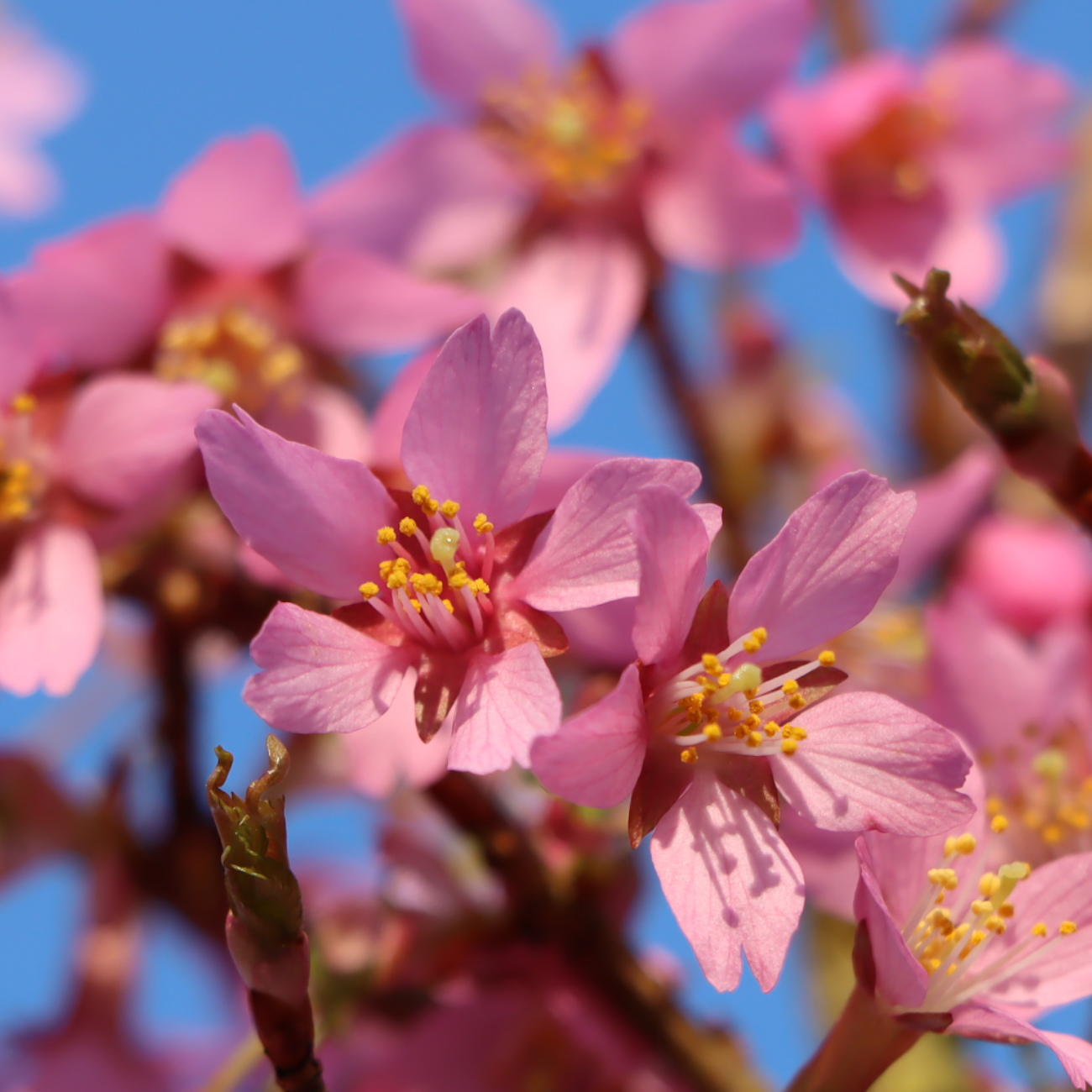 Blüte