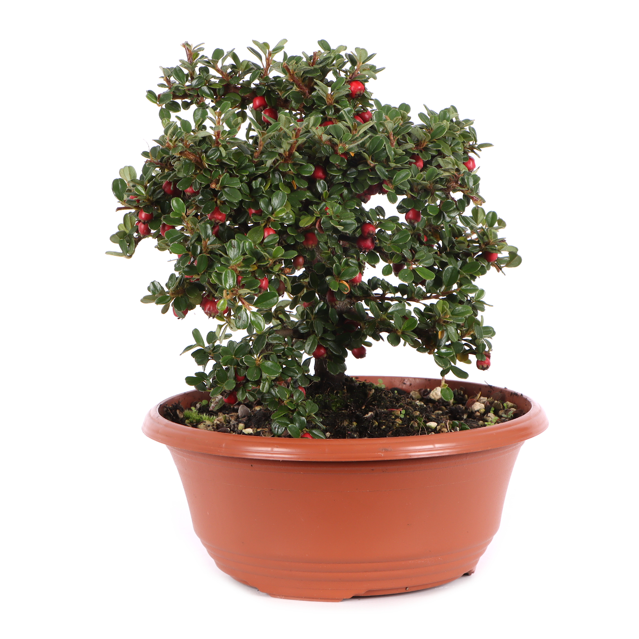 Cotoneaster microphyllus 'Cochleatus'