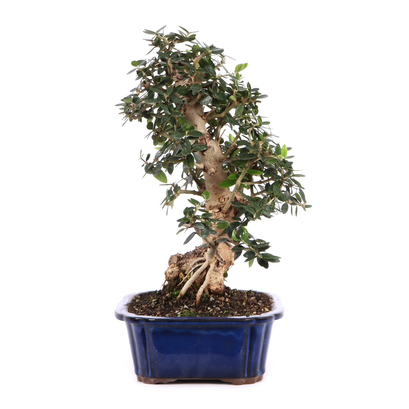 Seitenansicht rechts