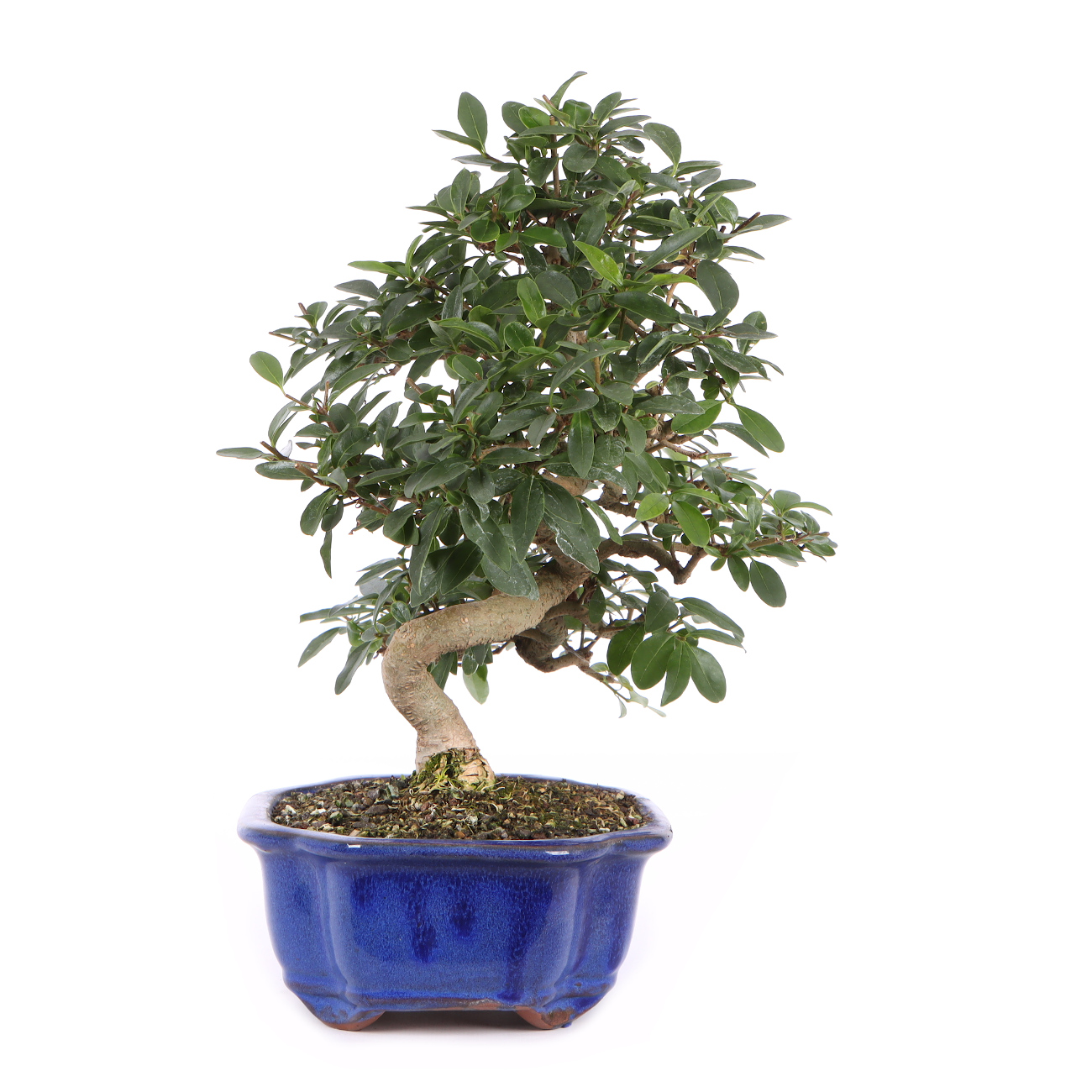 Seitenansicht rechts