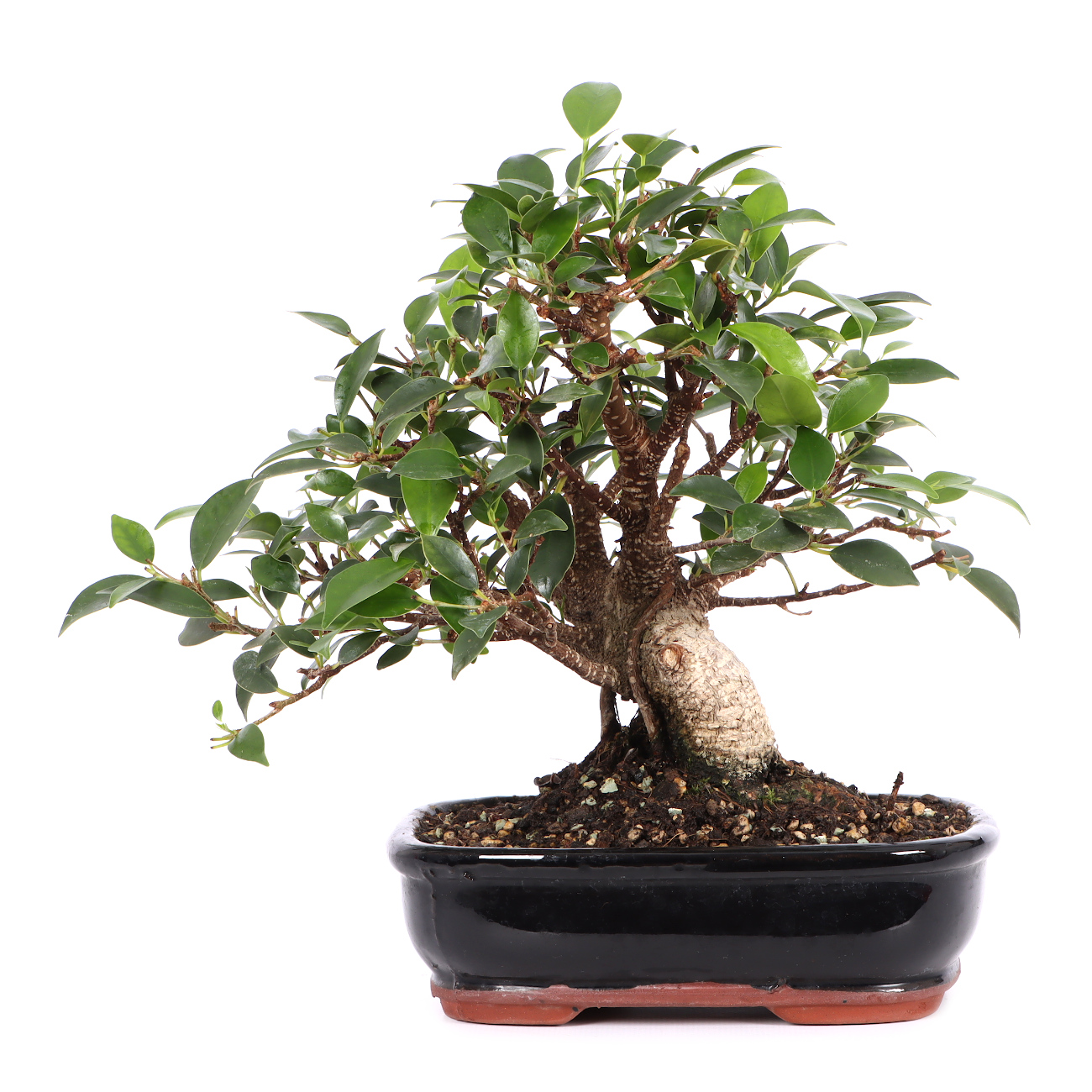 Ficus microcarpa 'Tiger Bark'