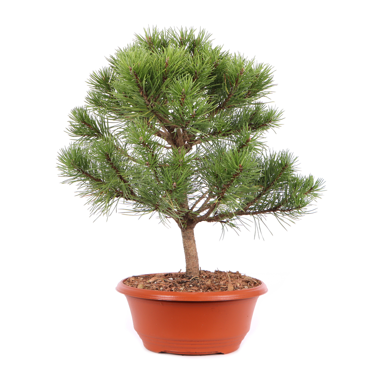 Seitenansicht rechts