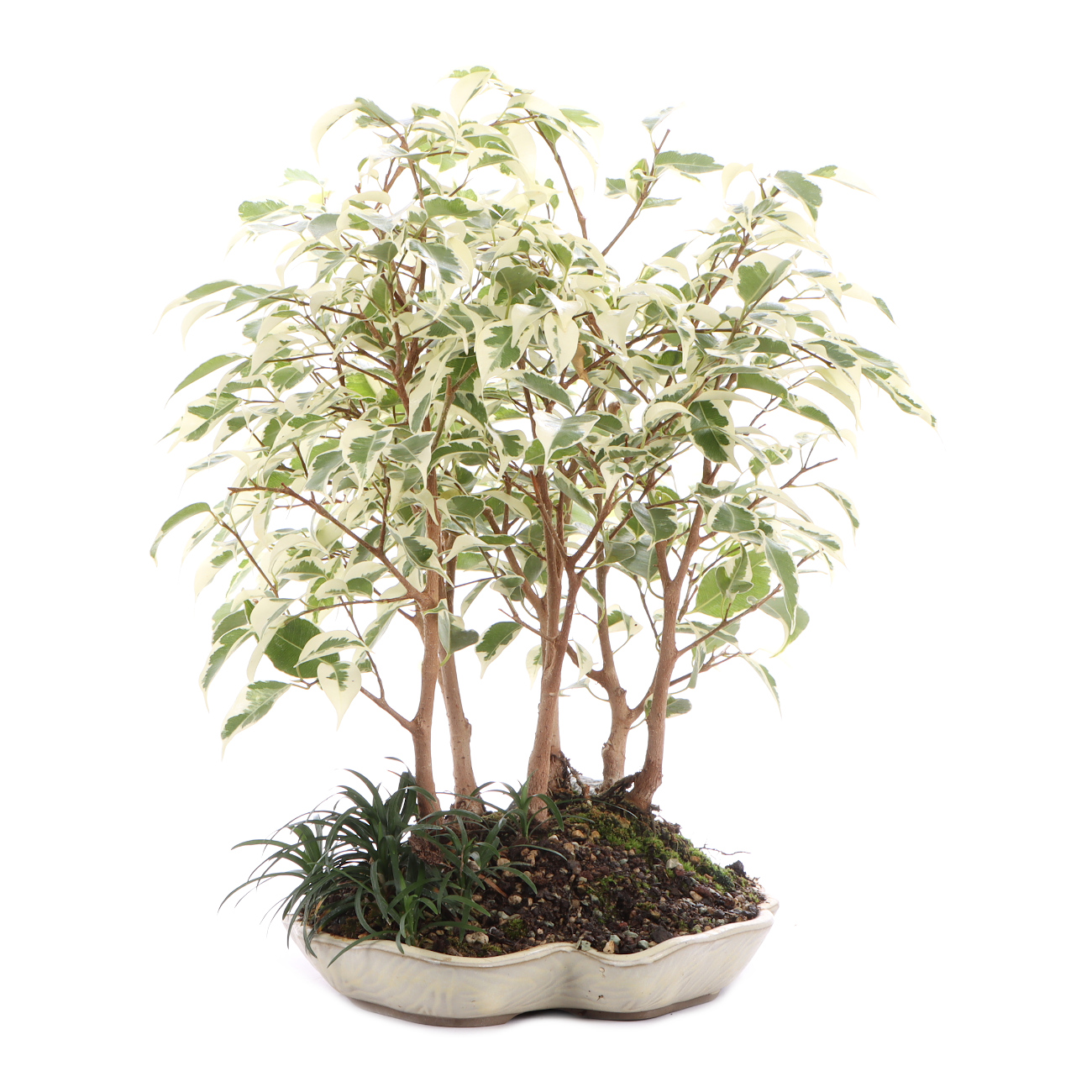 Seitenansicht rechts