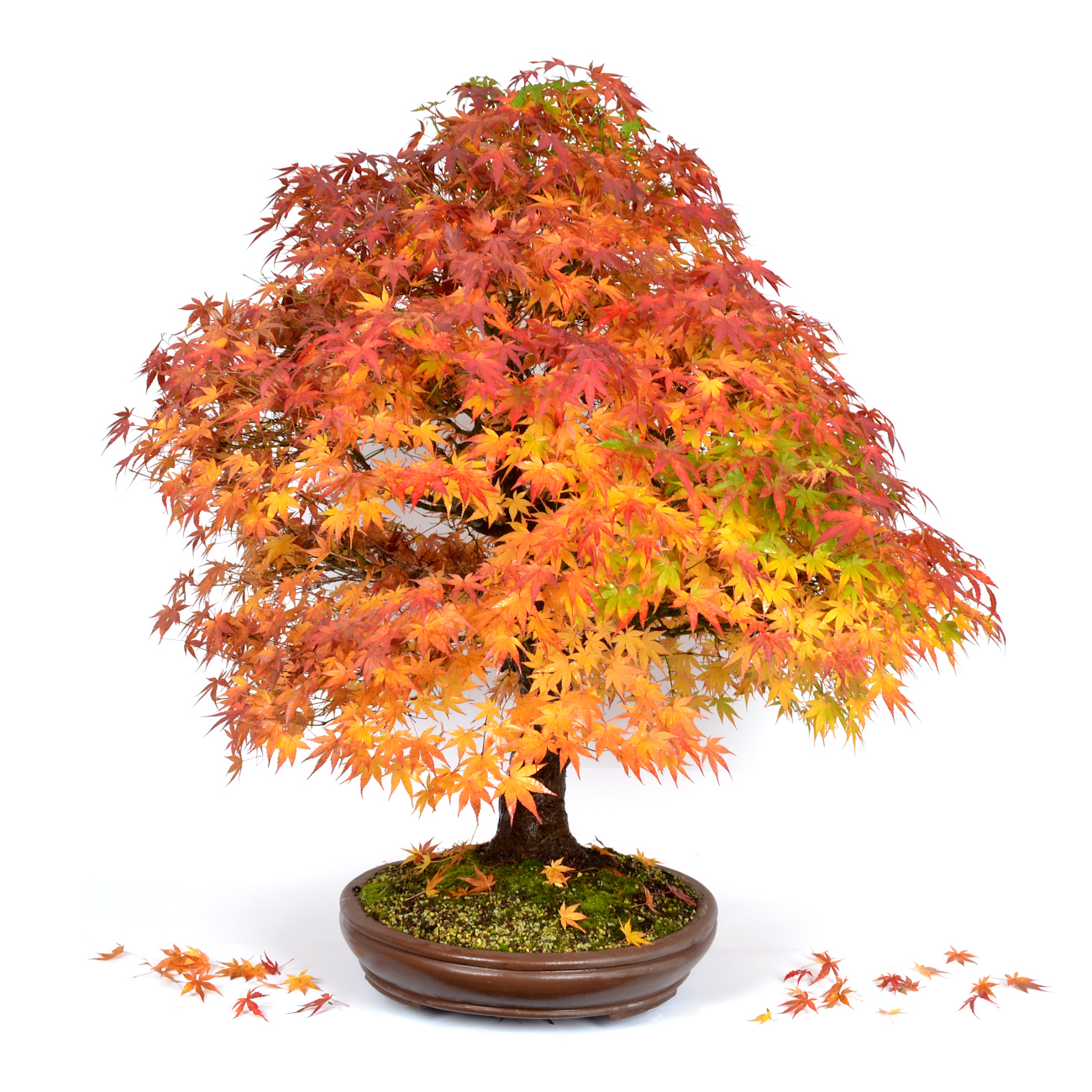 Seitenansicht rechts