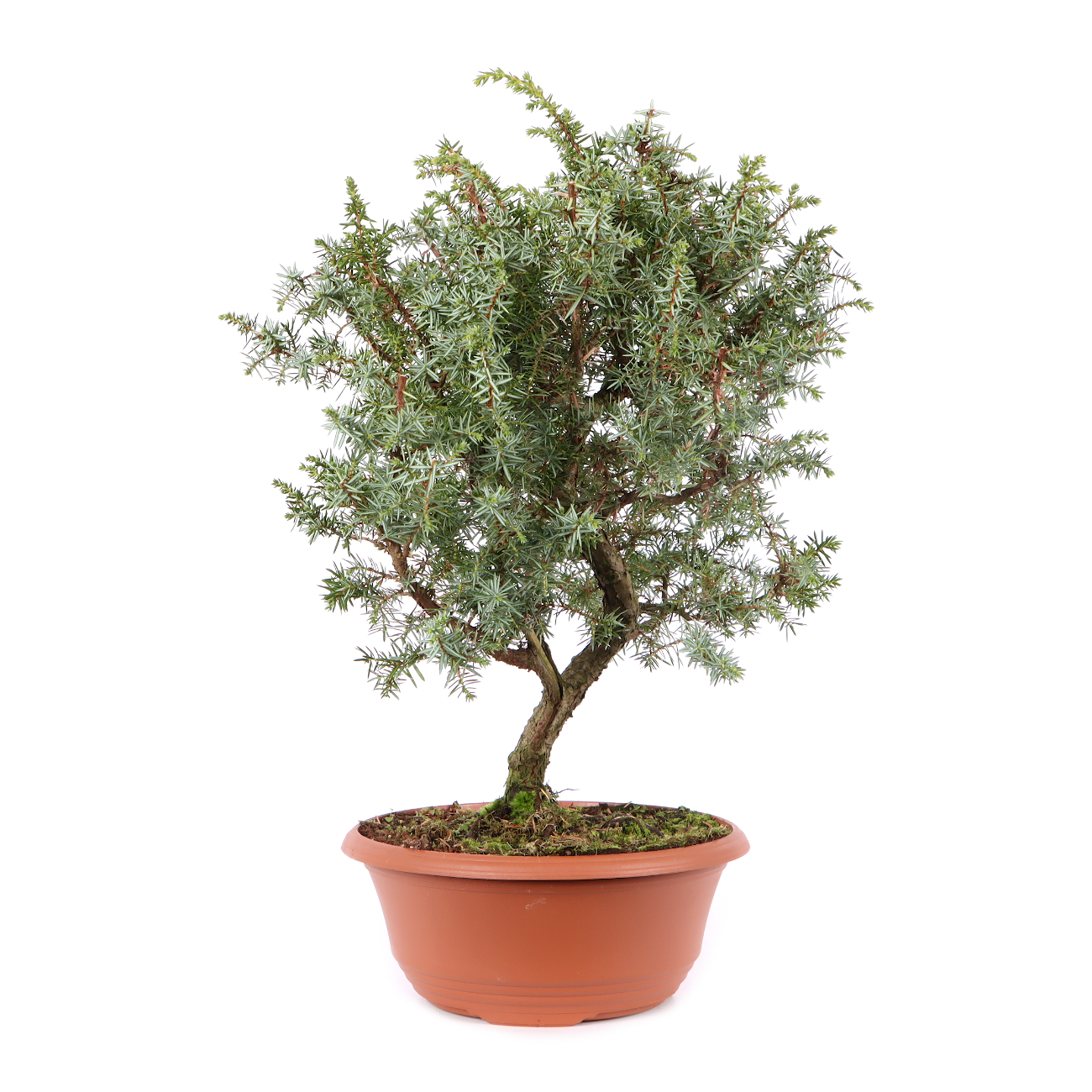 Juniperus communis 'Meyer'