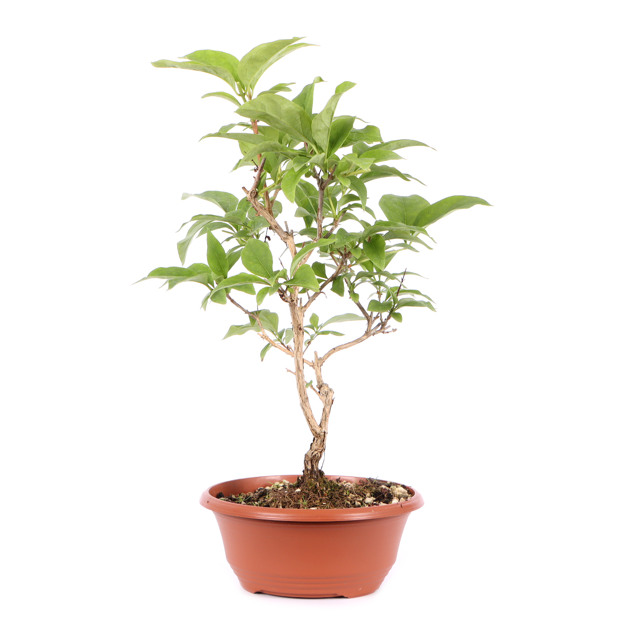 Seitenansicht rechts