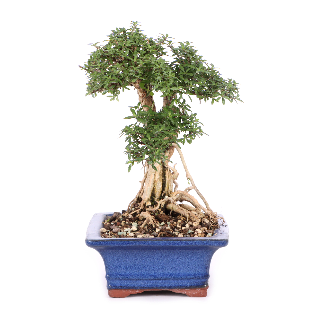 Serissa foetida 'Micro'