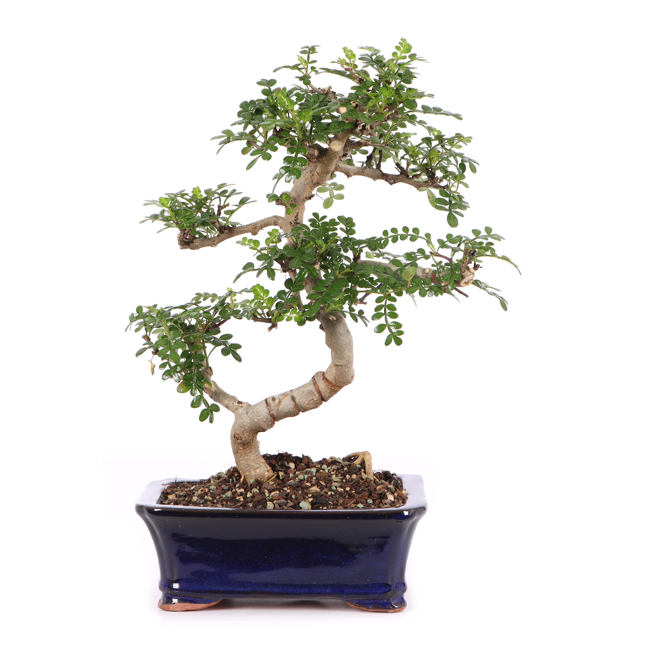 Zanthoxylum spec.