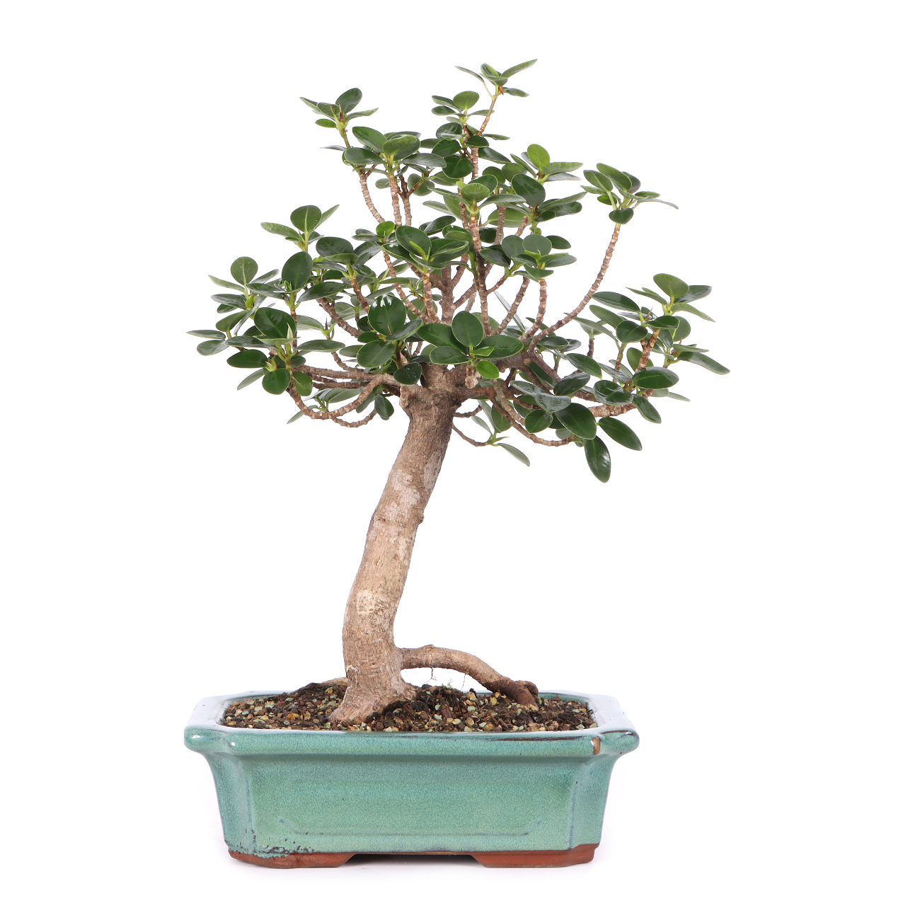 Ficus microcarpa 'Shiny'