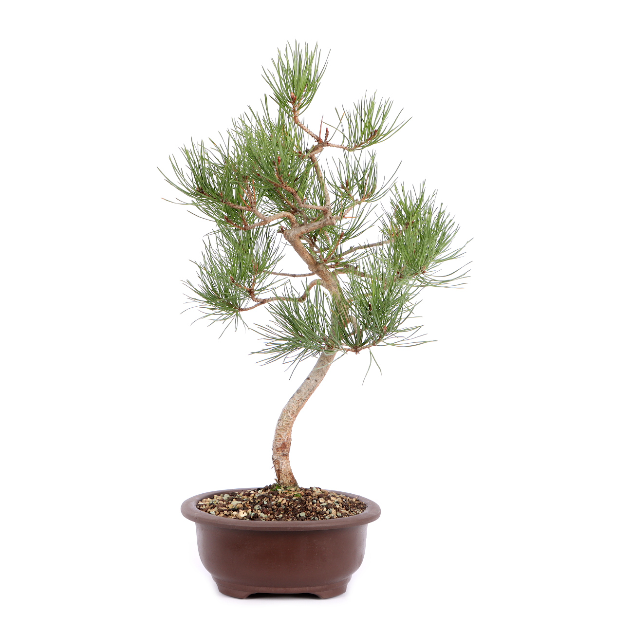 Seitenansicht rechts