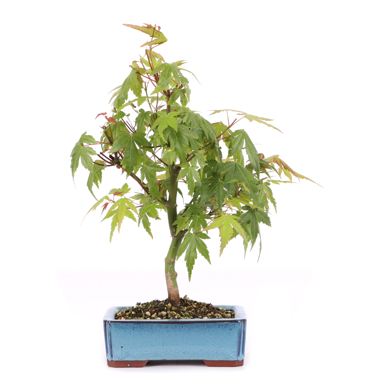 Acer palmatum