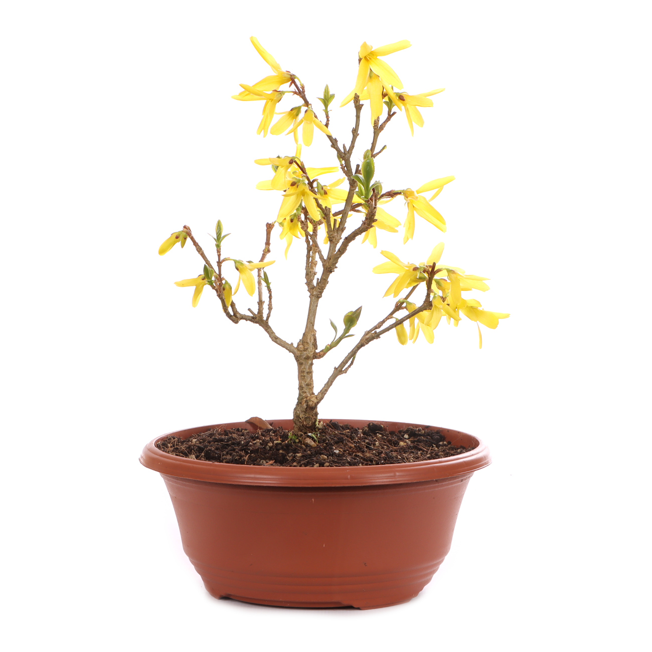 Forsythia x intermedia 'Minigold'