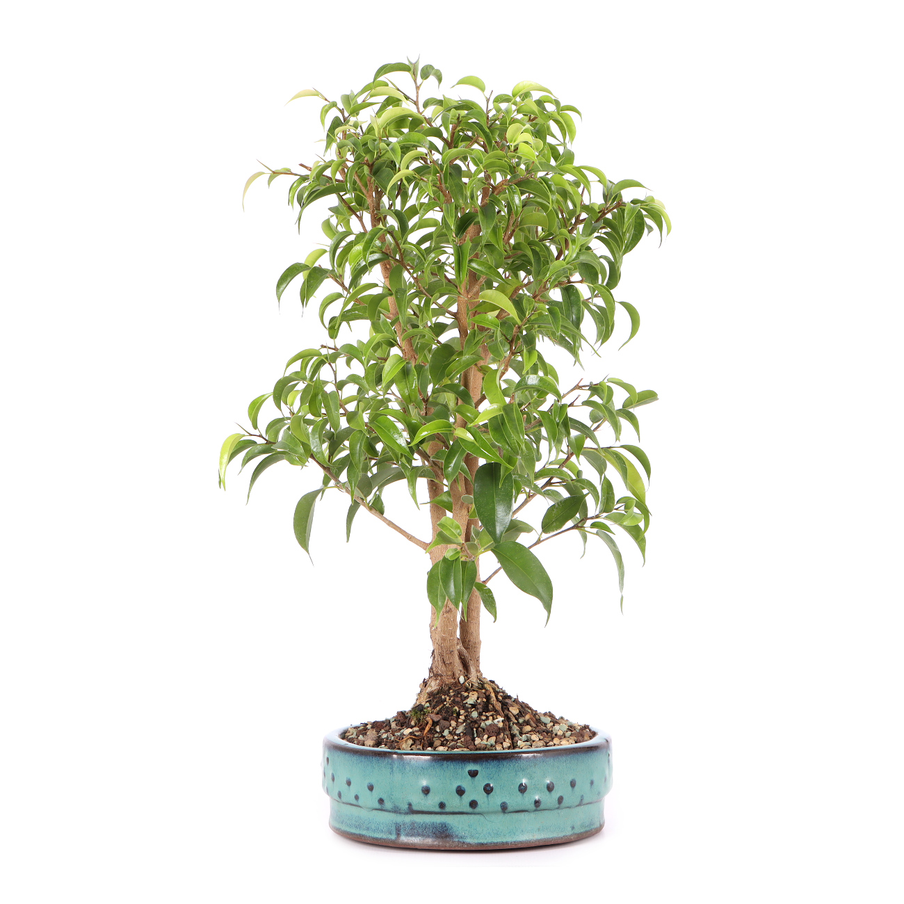 Ficus benjamina 'Natasja'