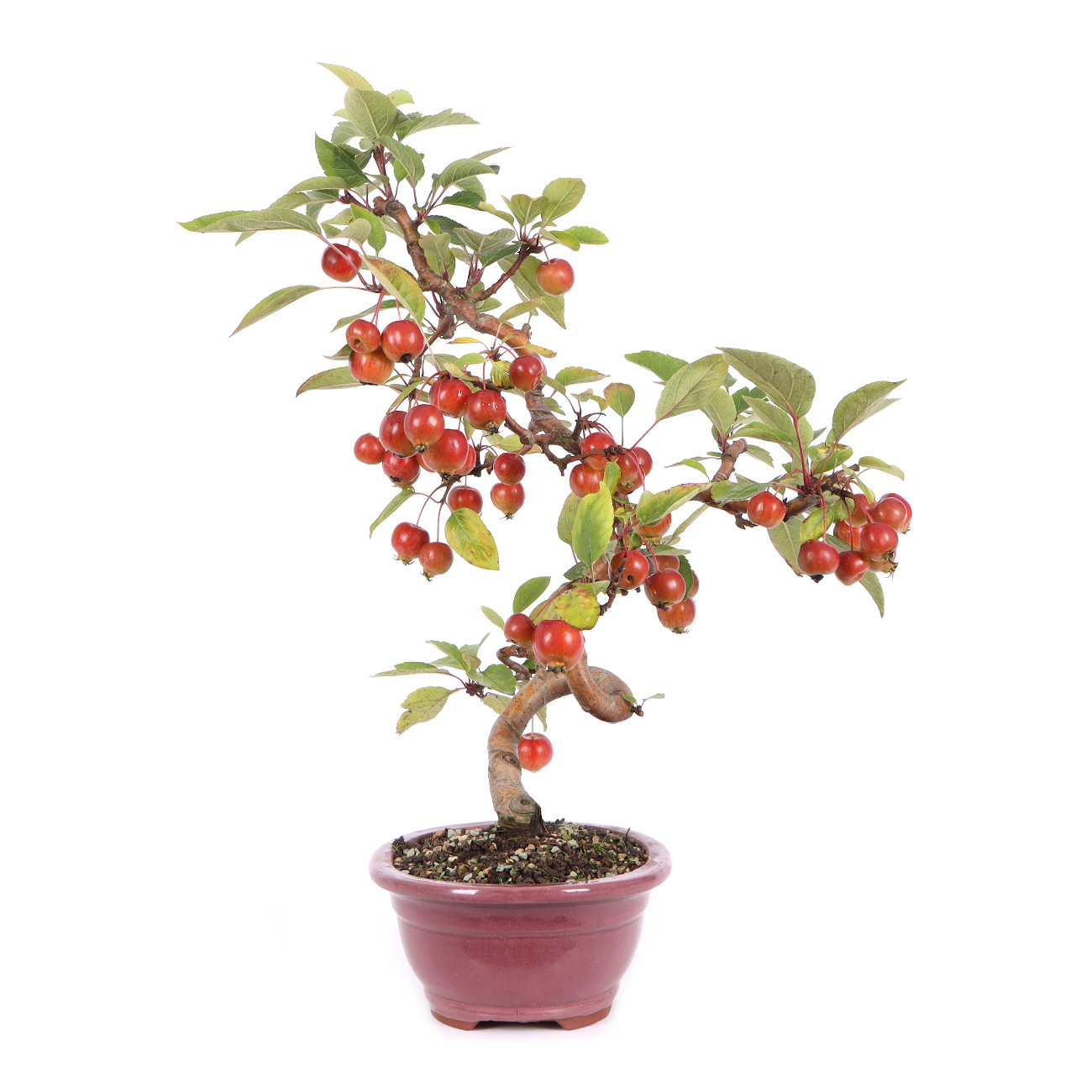 Seitenansicht rechts