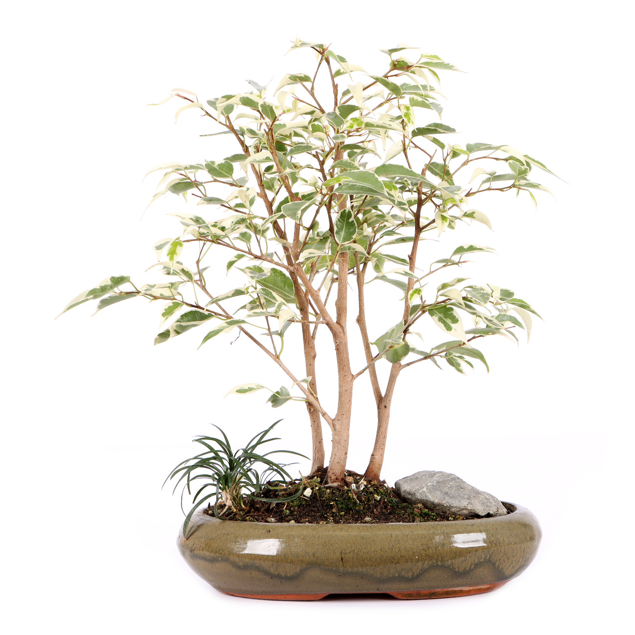 Ficus benjamina 'Starlight'