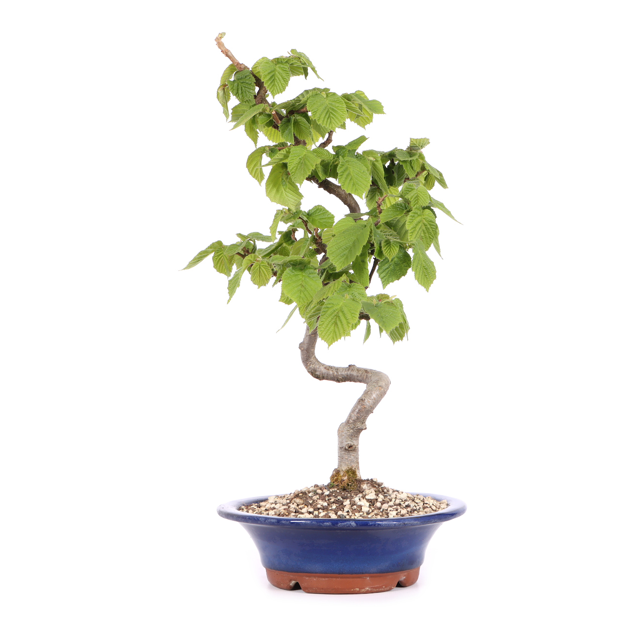 Corylus avellana