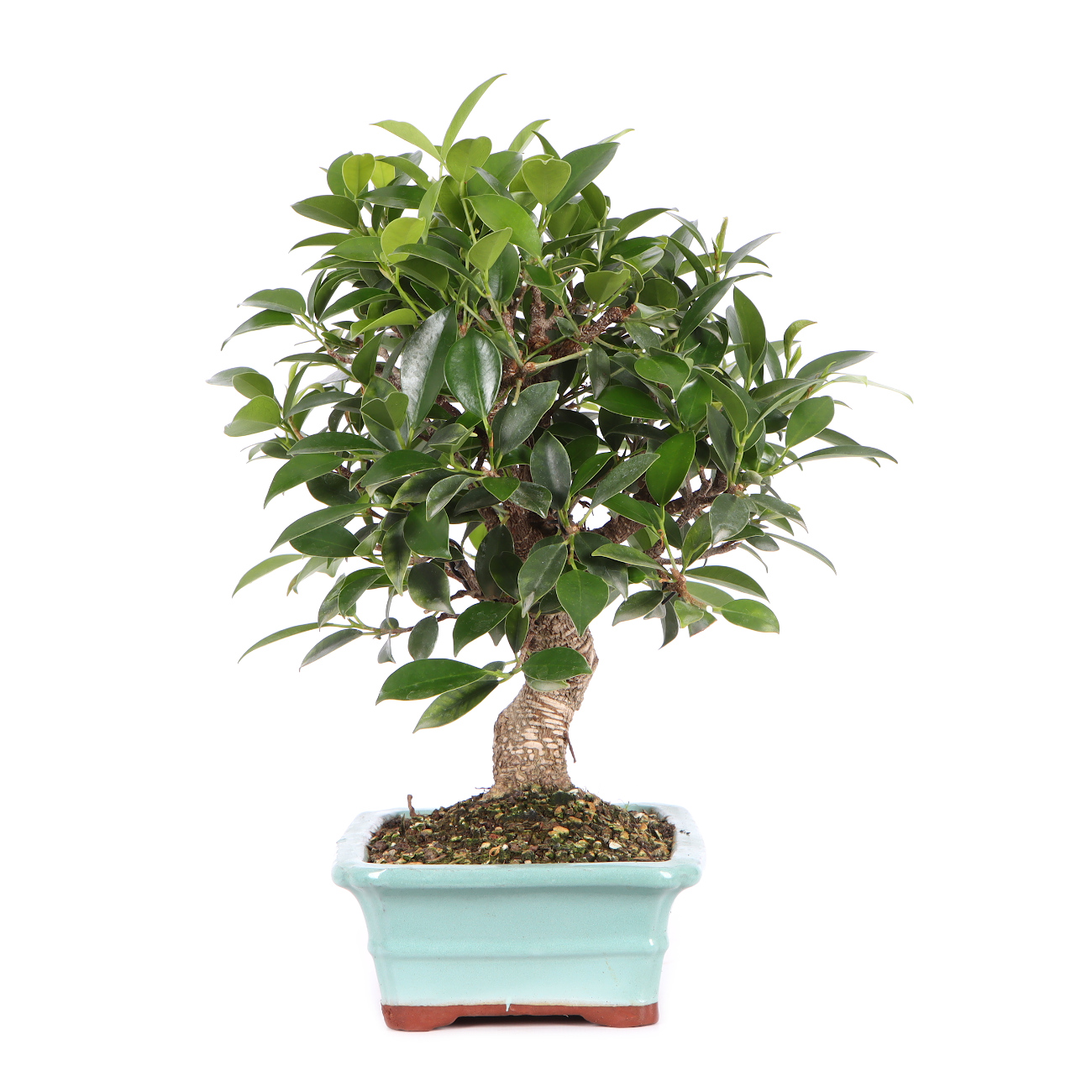 Seitenansicht rechts